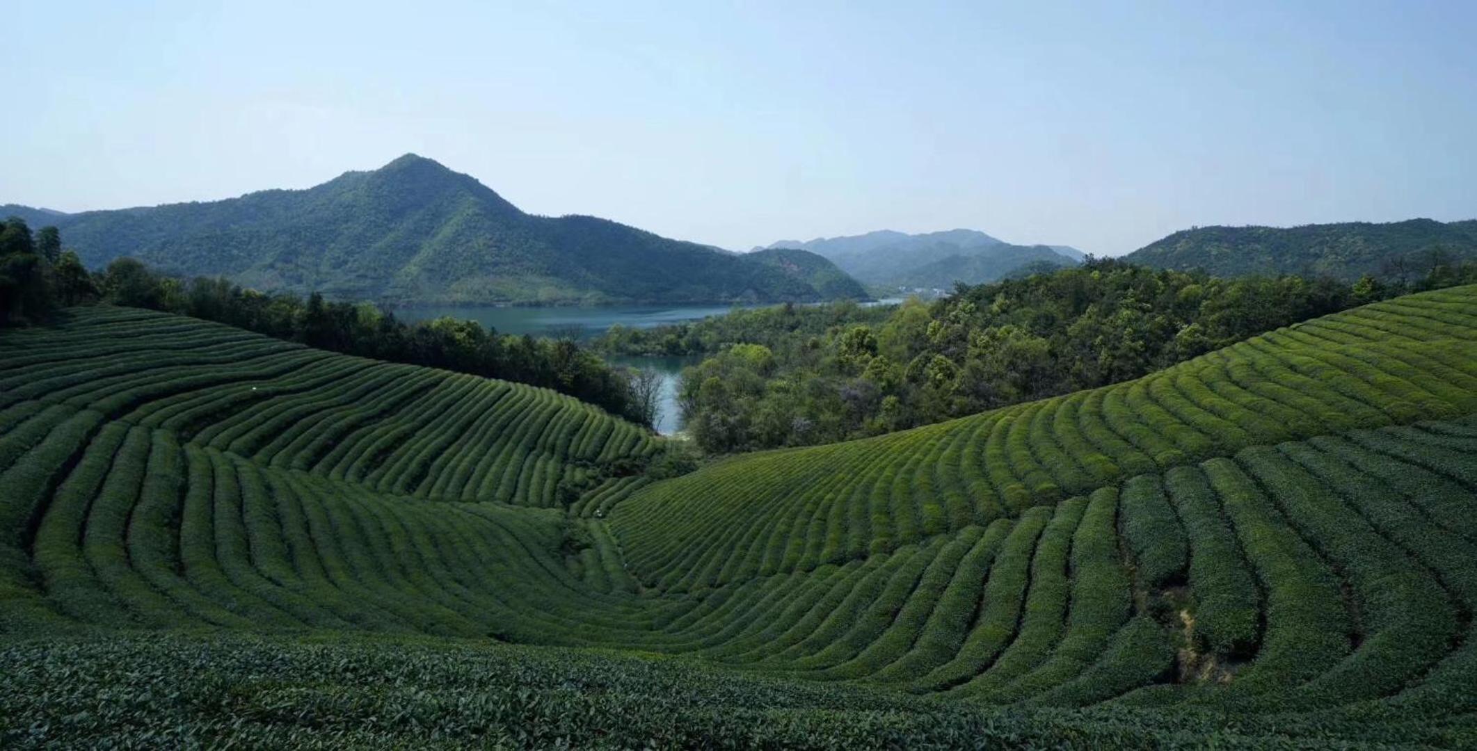 Mogan Mountain Xiaomusensen