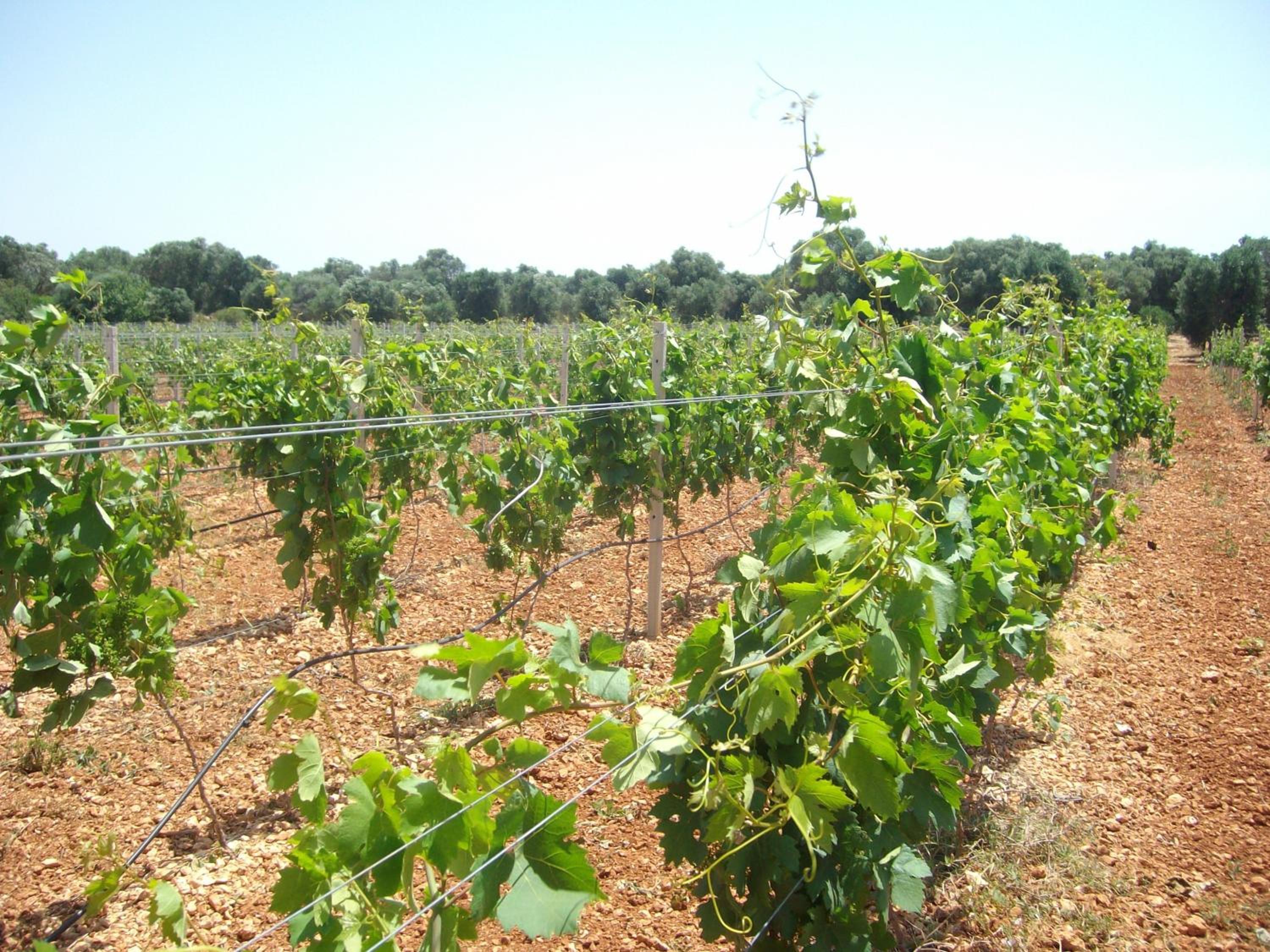 Masseria Nuova