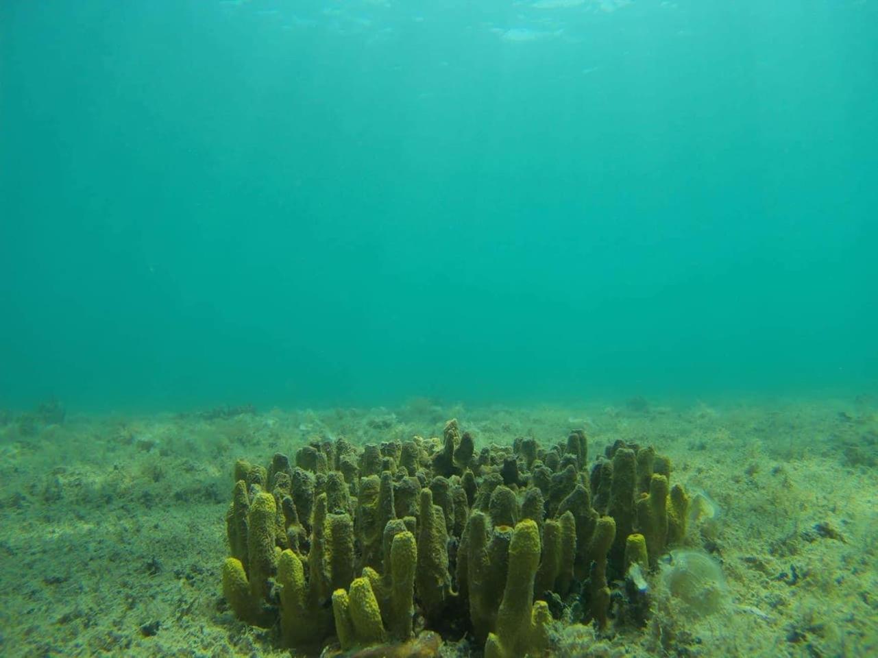 Photo 43