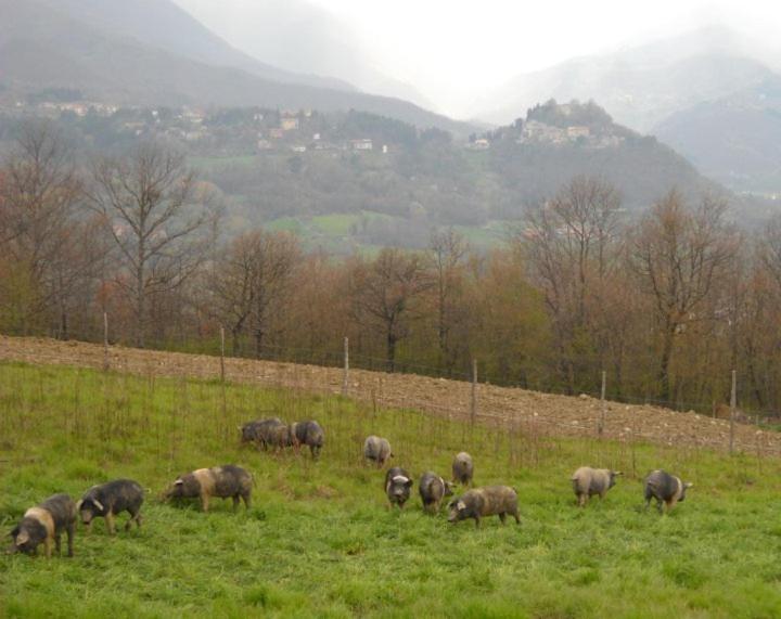 Agriturismo Terra Di Michelangelo