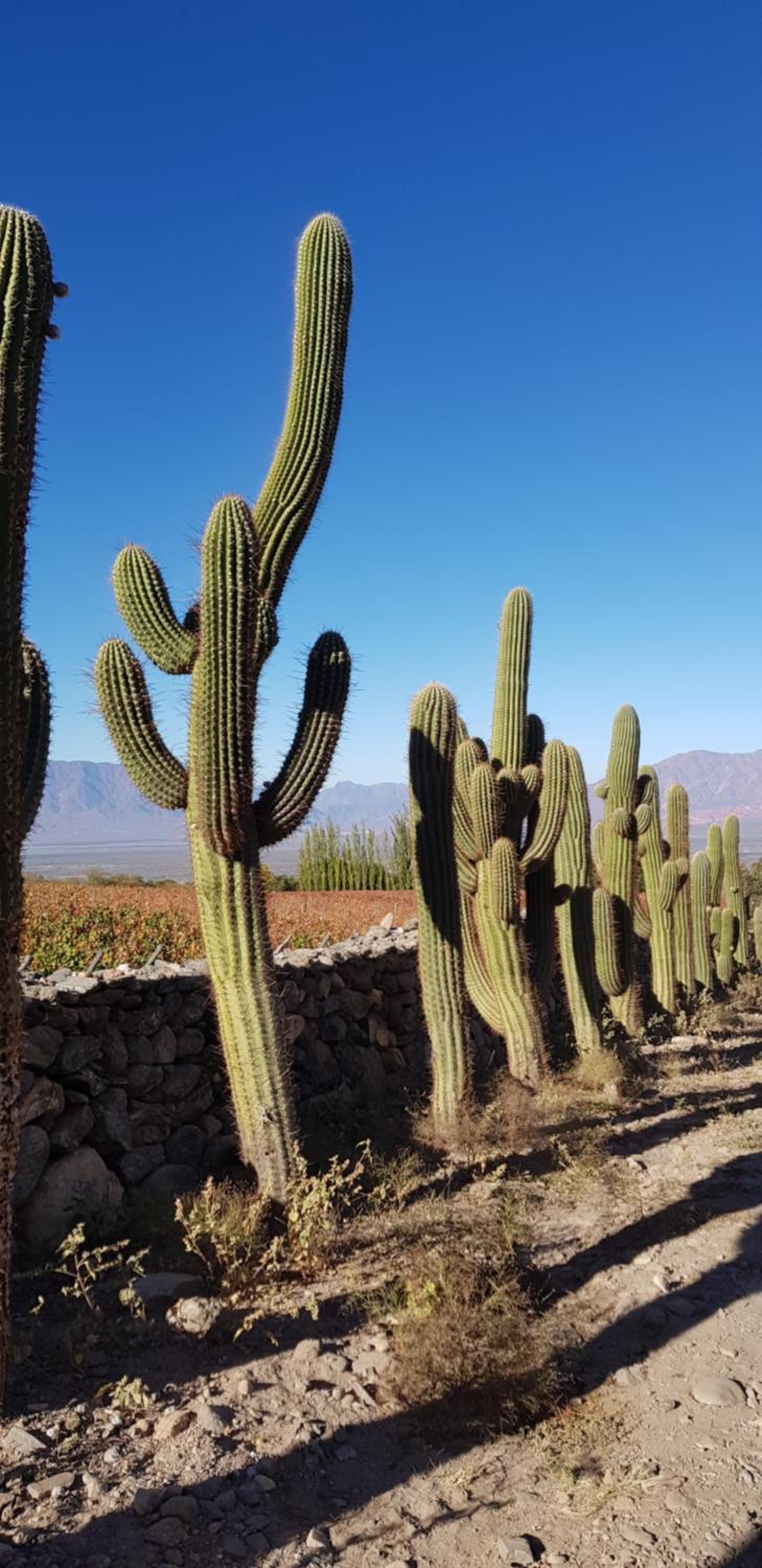 BELLA VISTA - CAFAYATE
