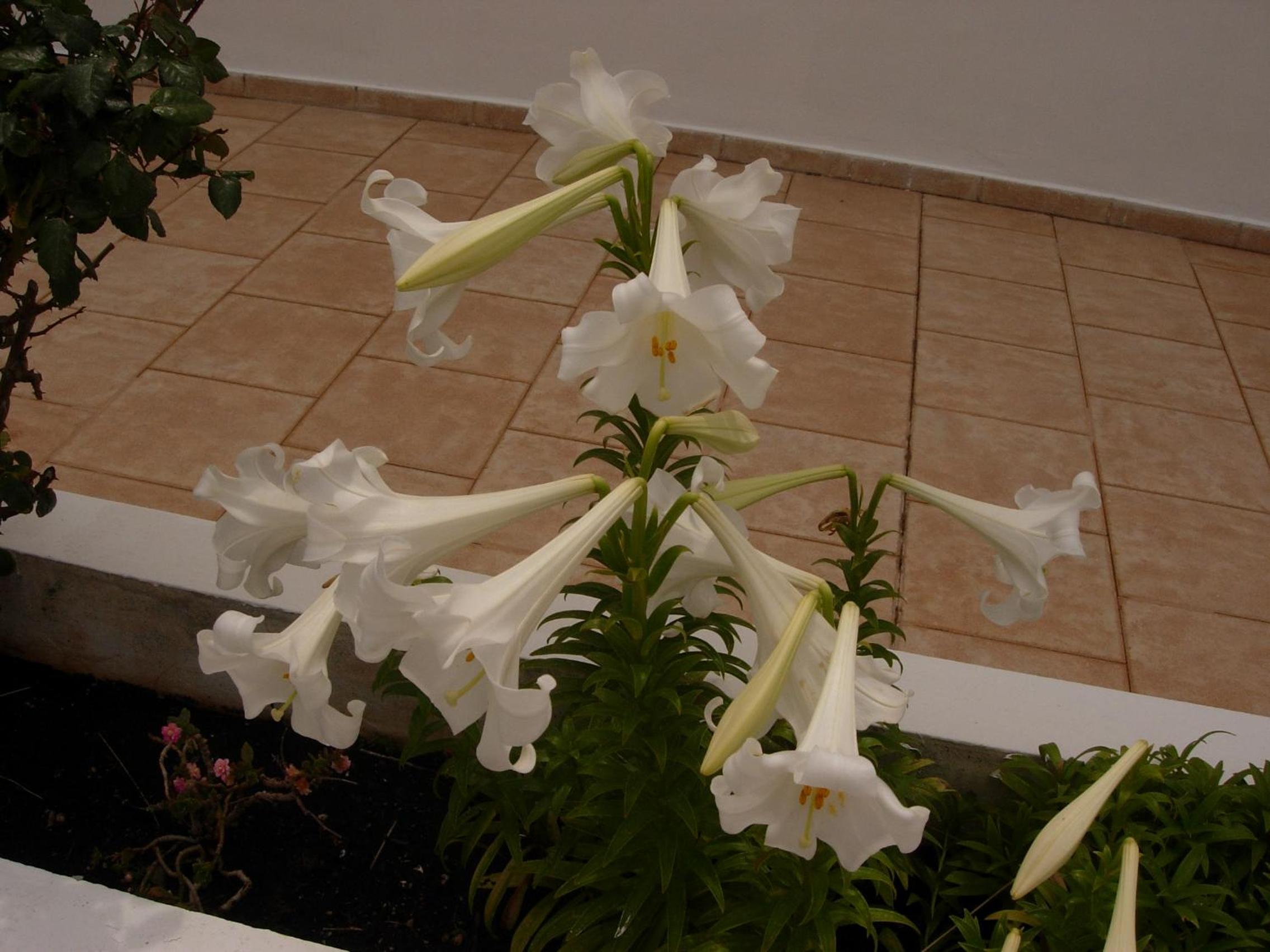 Photo 55
