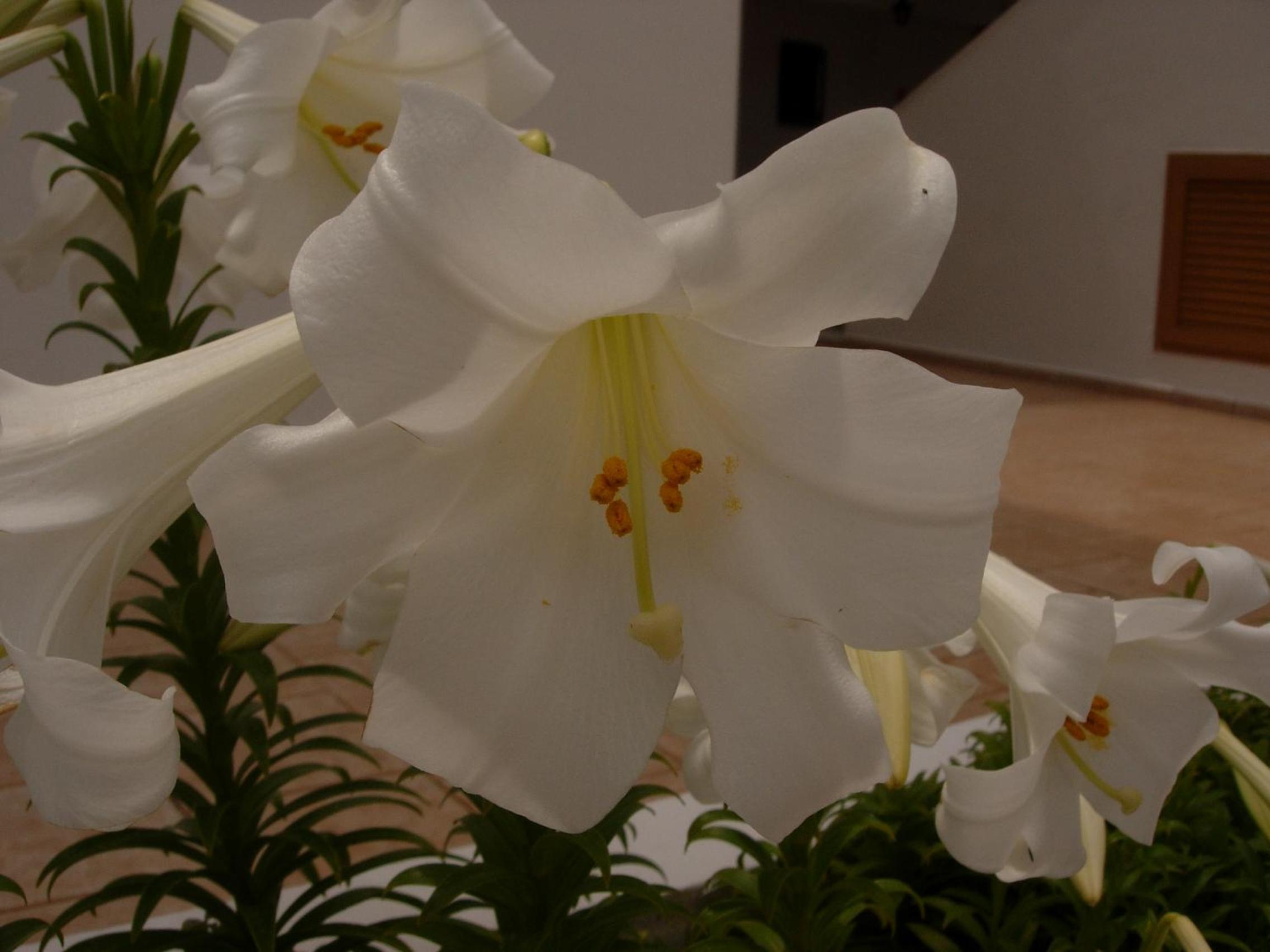 Photo 56