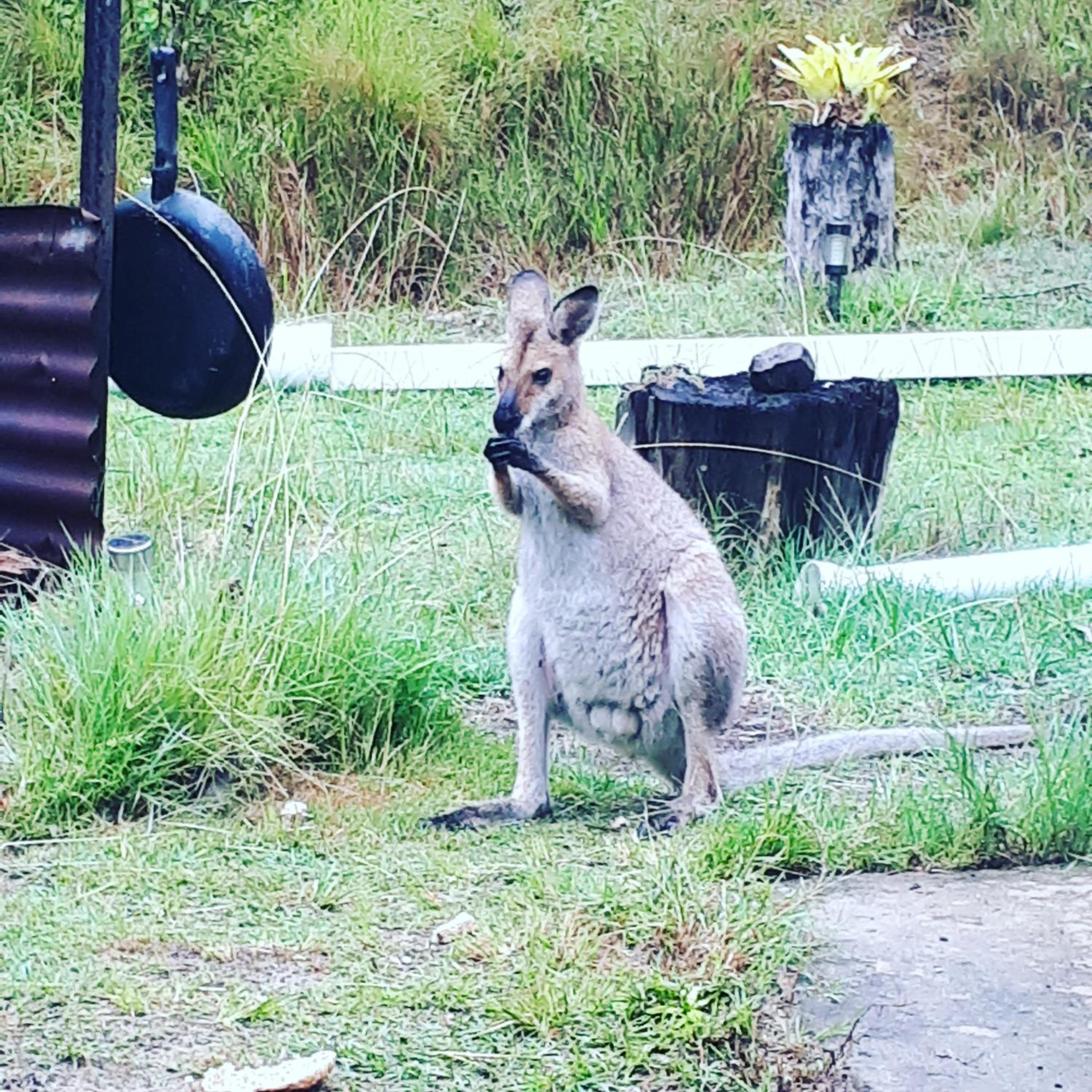 Yamba Hinterland bush retreat - Vintage bus stay
