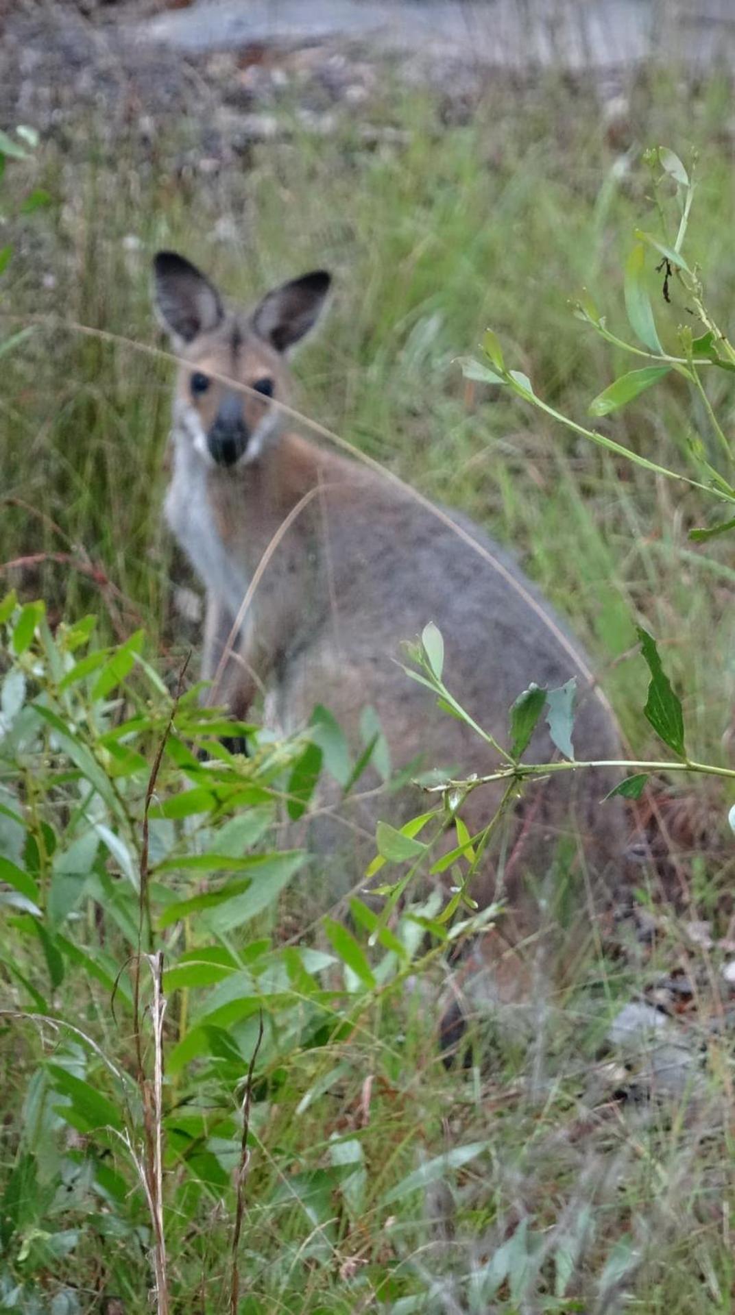 Yamba Hinterland bush retreat - Vintage bus stay