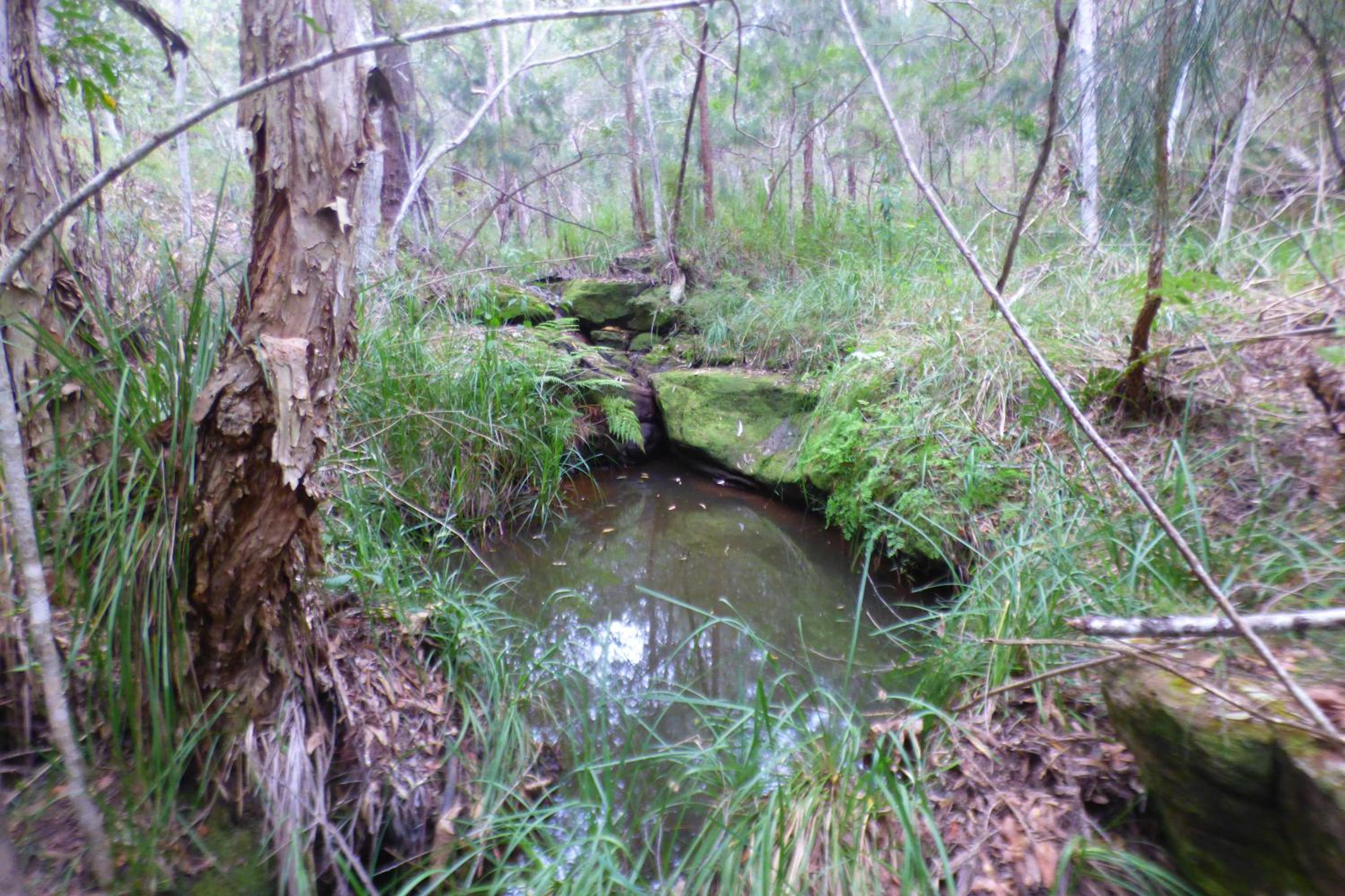 Yamba Hinterland bush retreat - Vintage bus stay