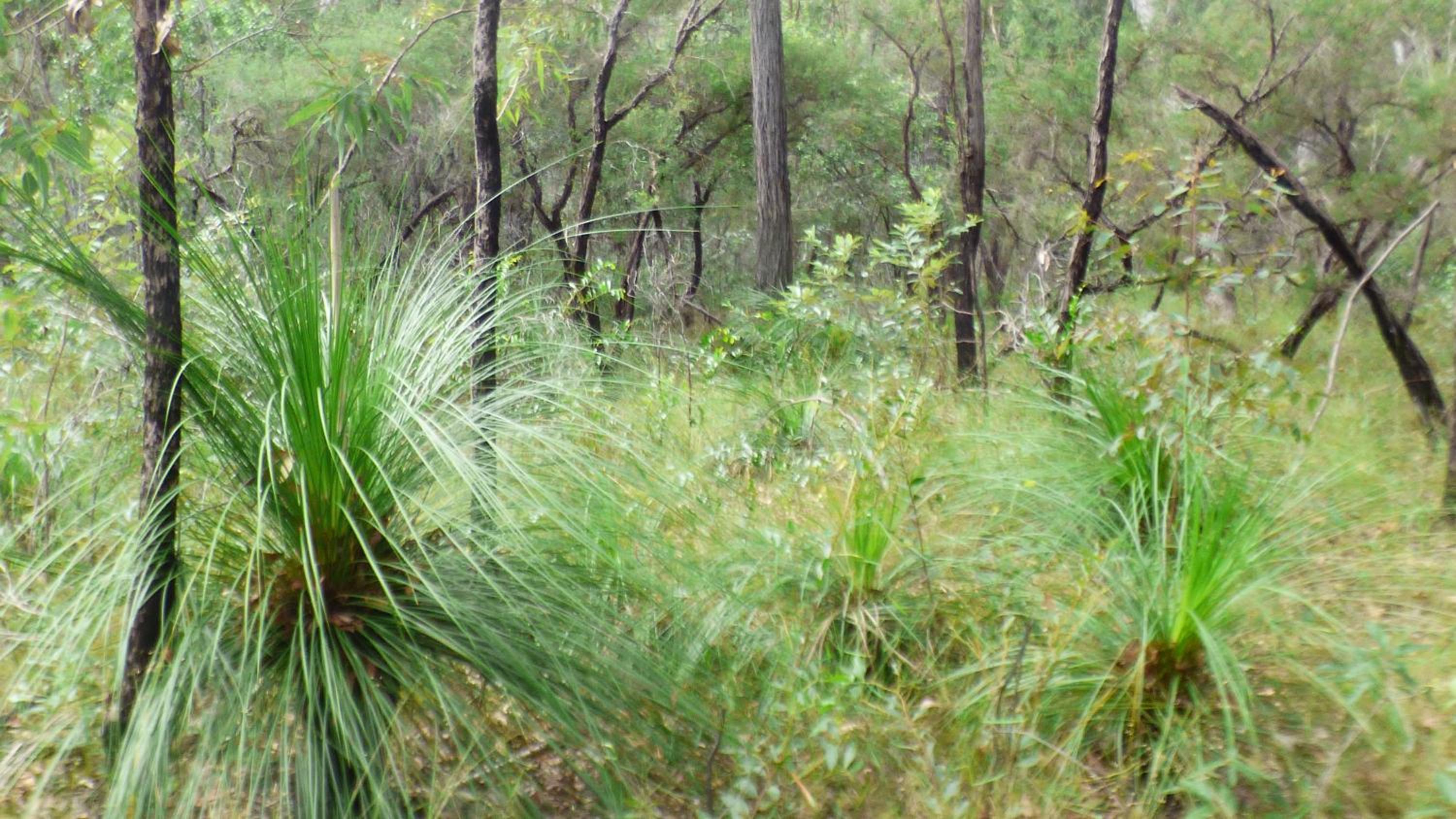 Yamba Hinterland bush retreat - Vintage bus stay