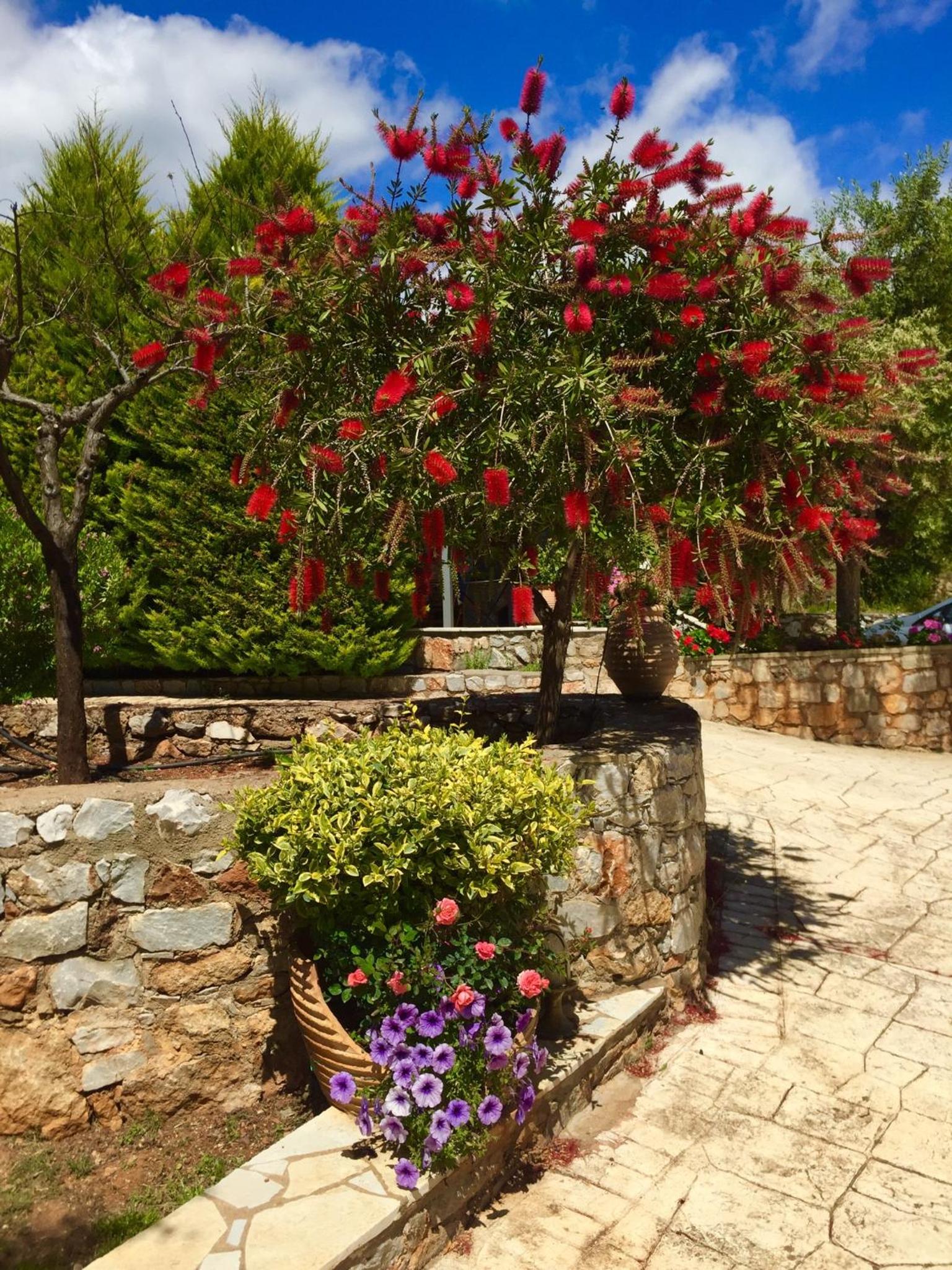 Mouses Apartments-Kardamyli view 5