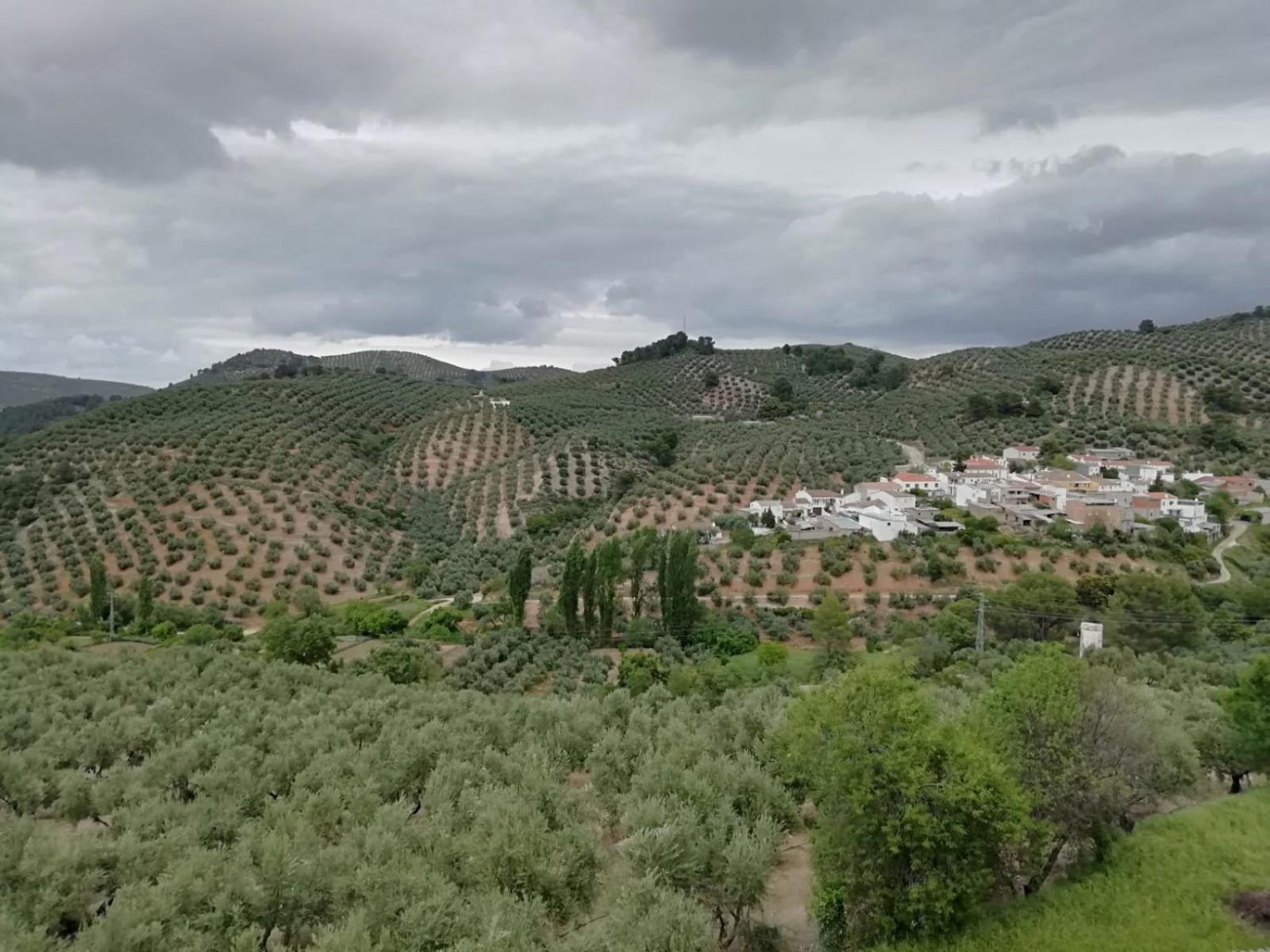 El Almendro De La Tia Teresa photo 5