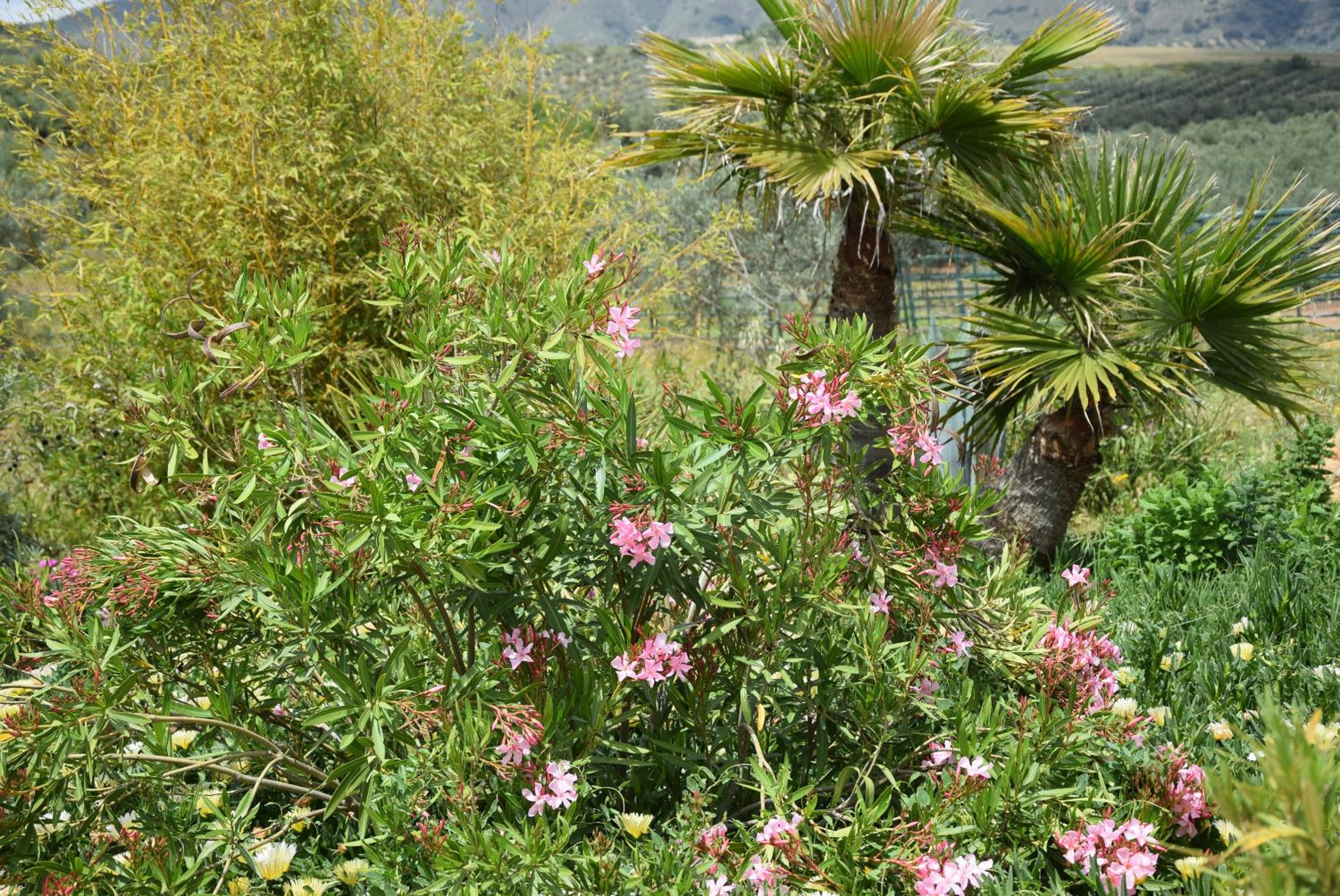 Finca Los Jacaros