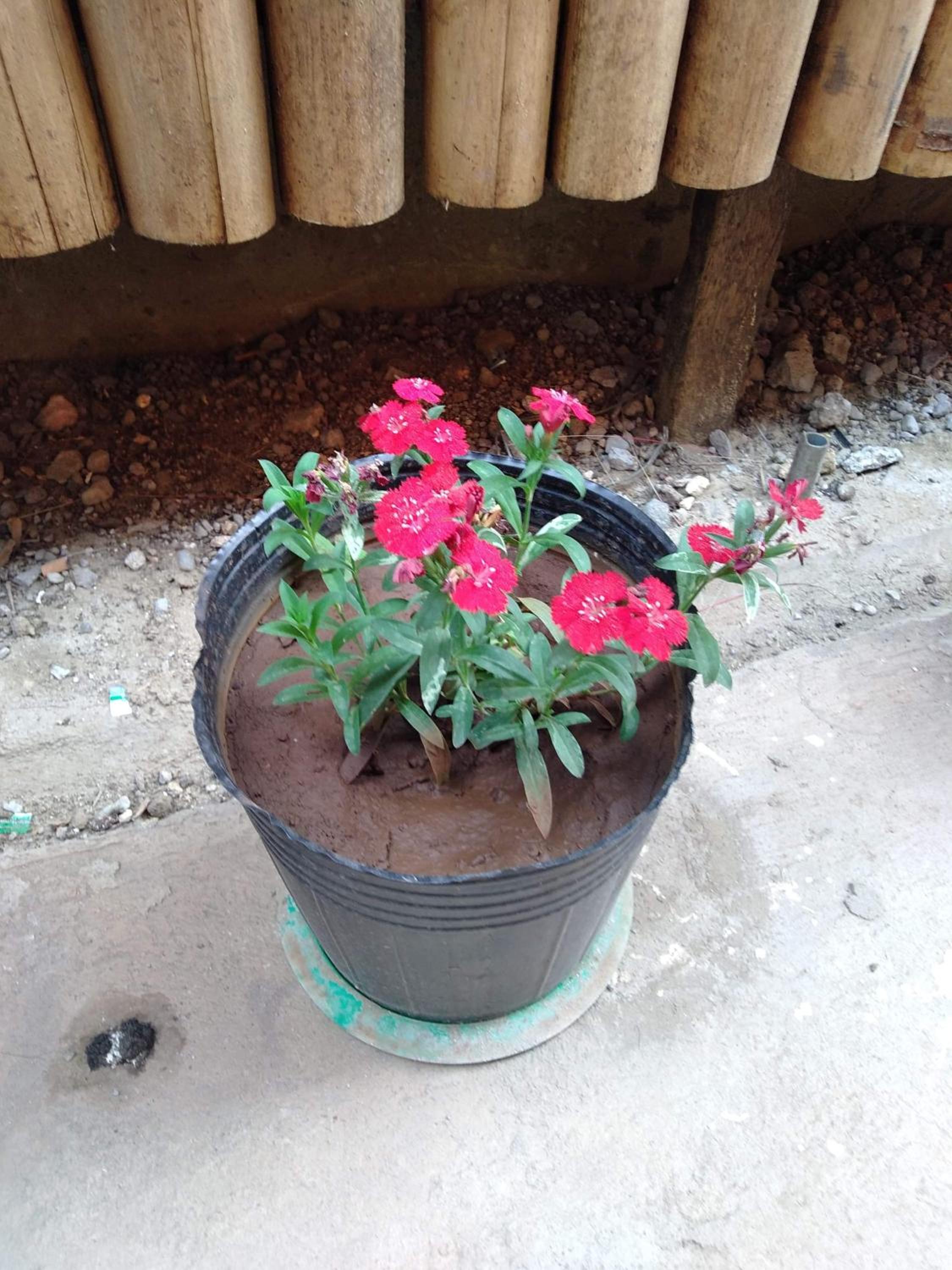 Photo 44