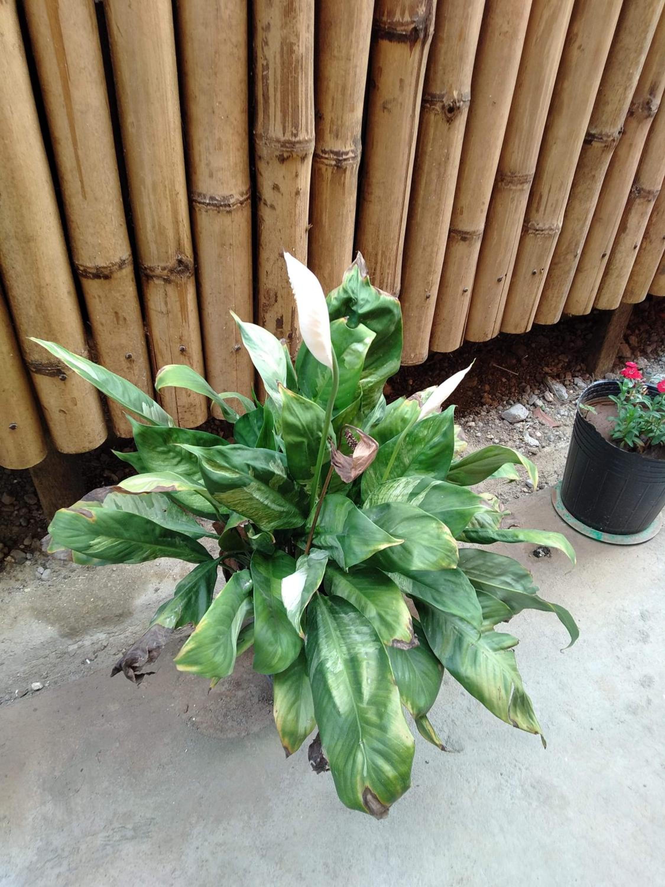 Photo 45