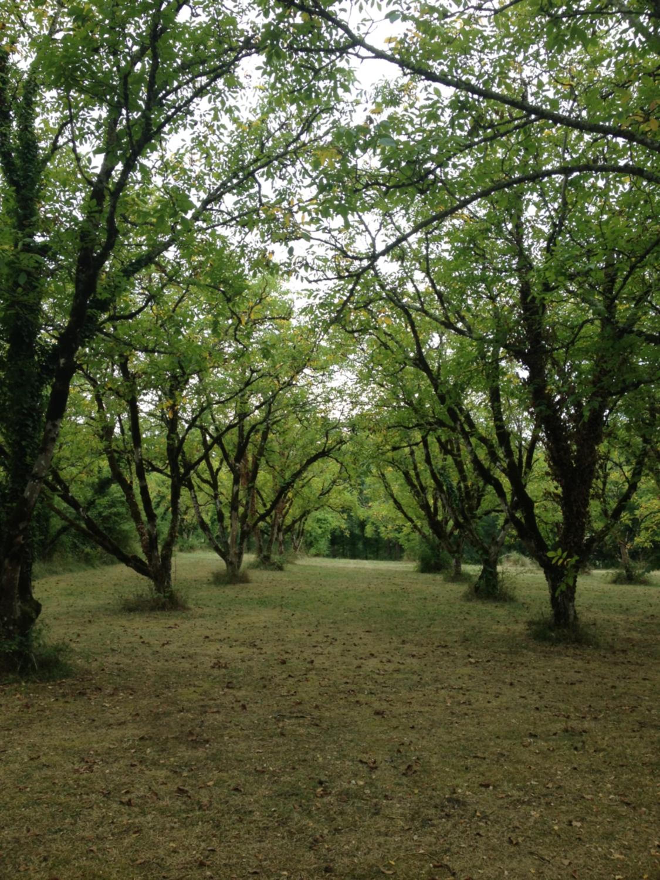 Domaine du Bouysset view 4