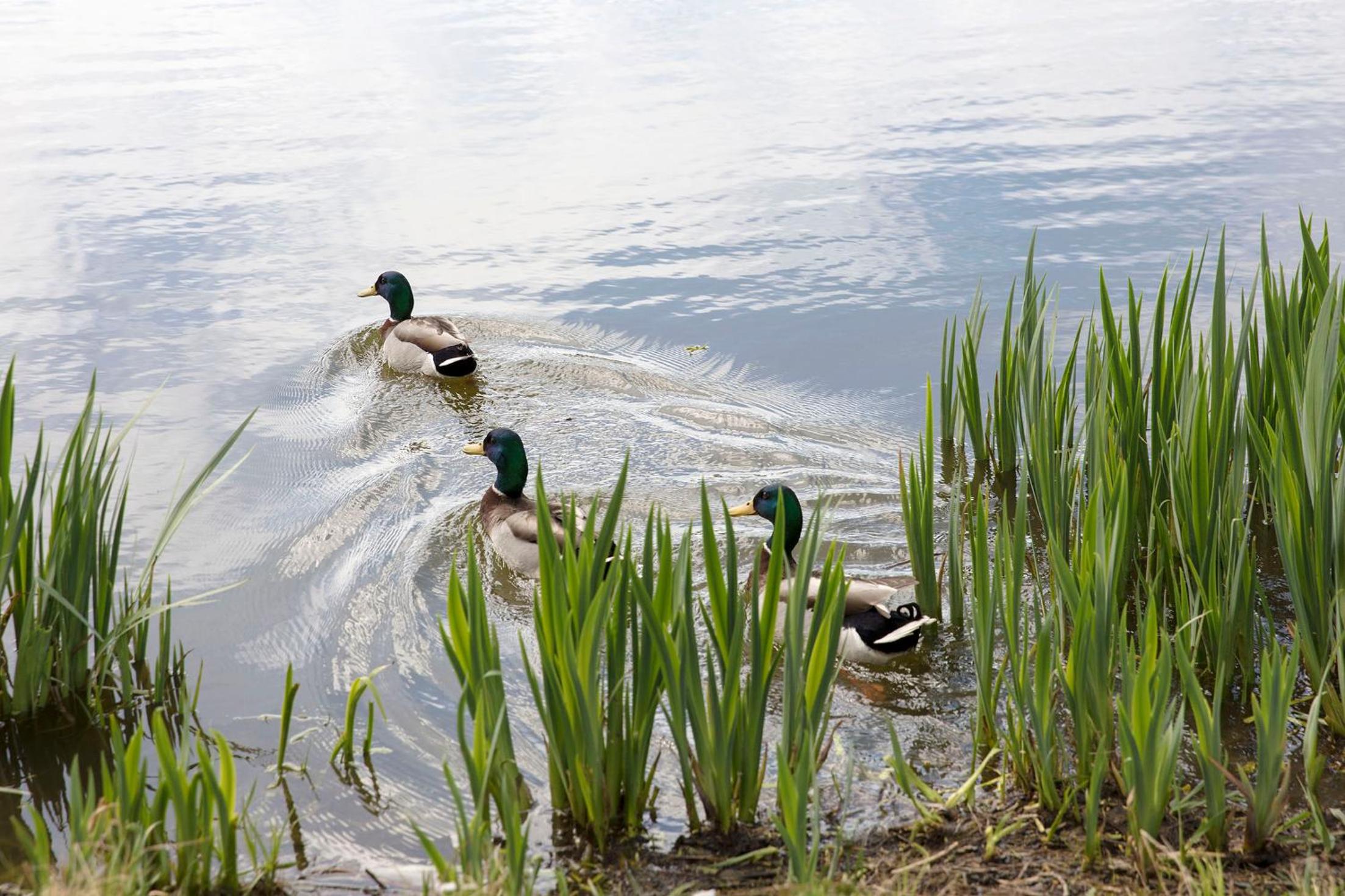 Photo 41