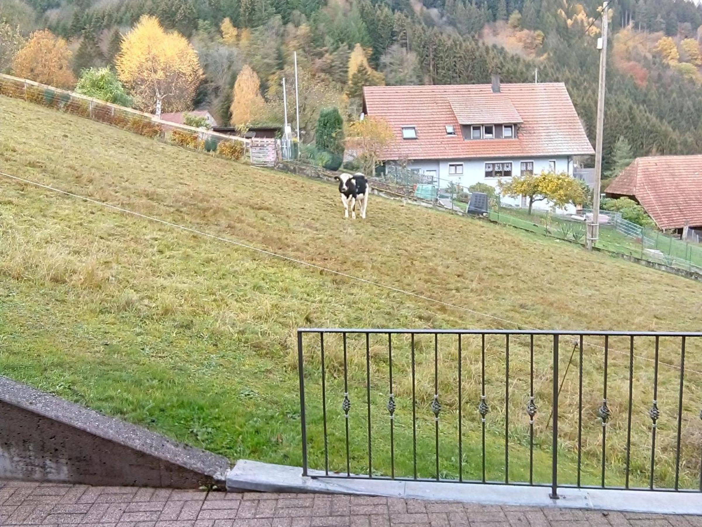 Ferienwohnung Morgensonne