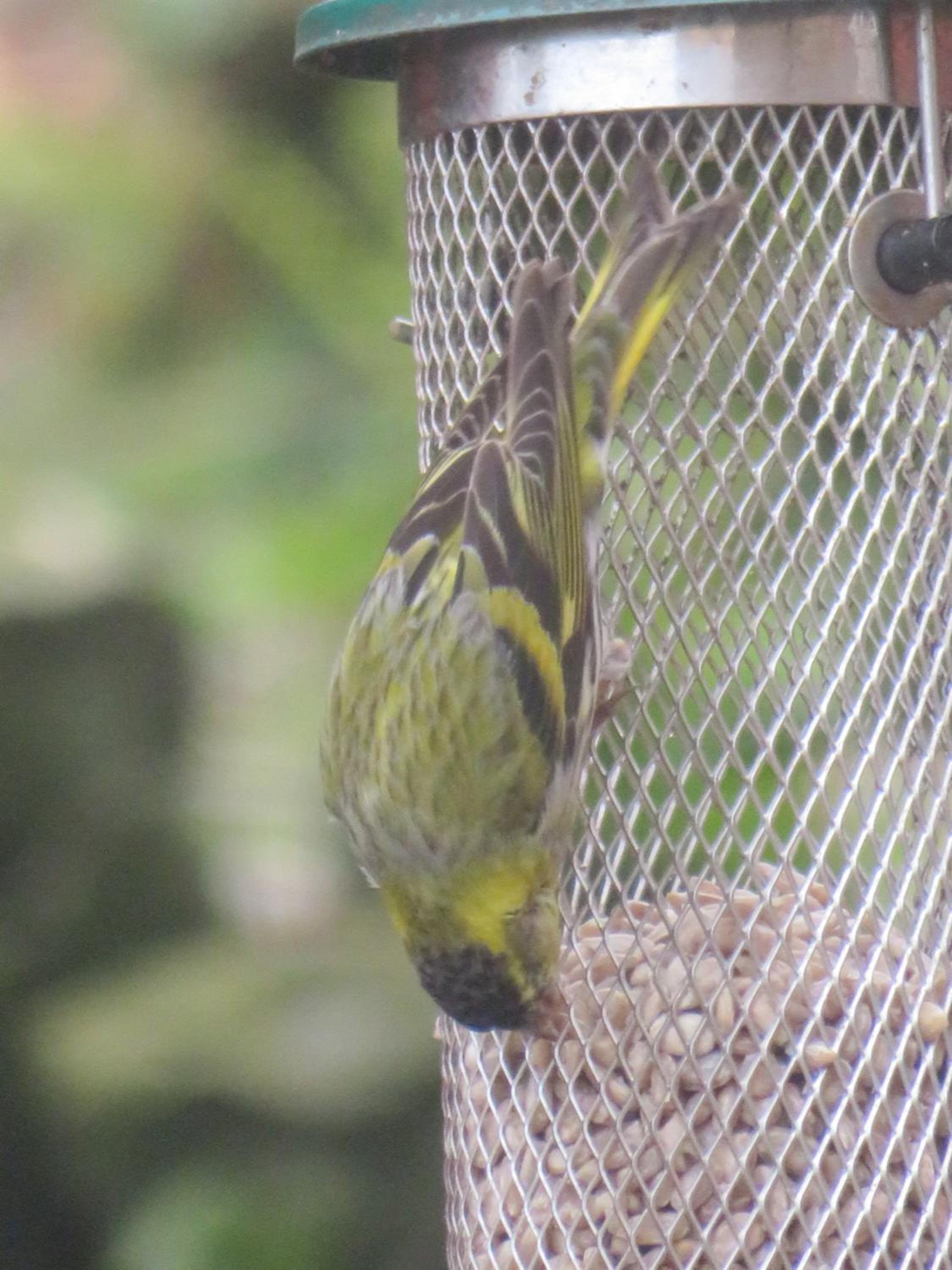 Lynton Vacations - Sinai House - Property Image 36