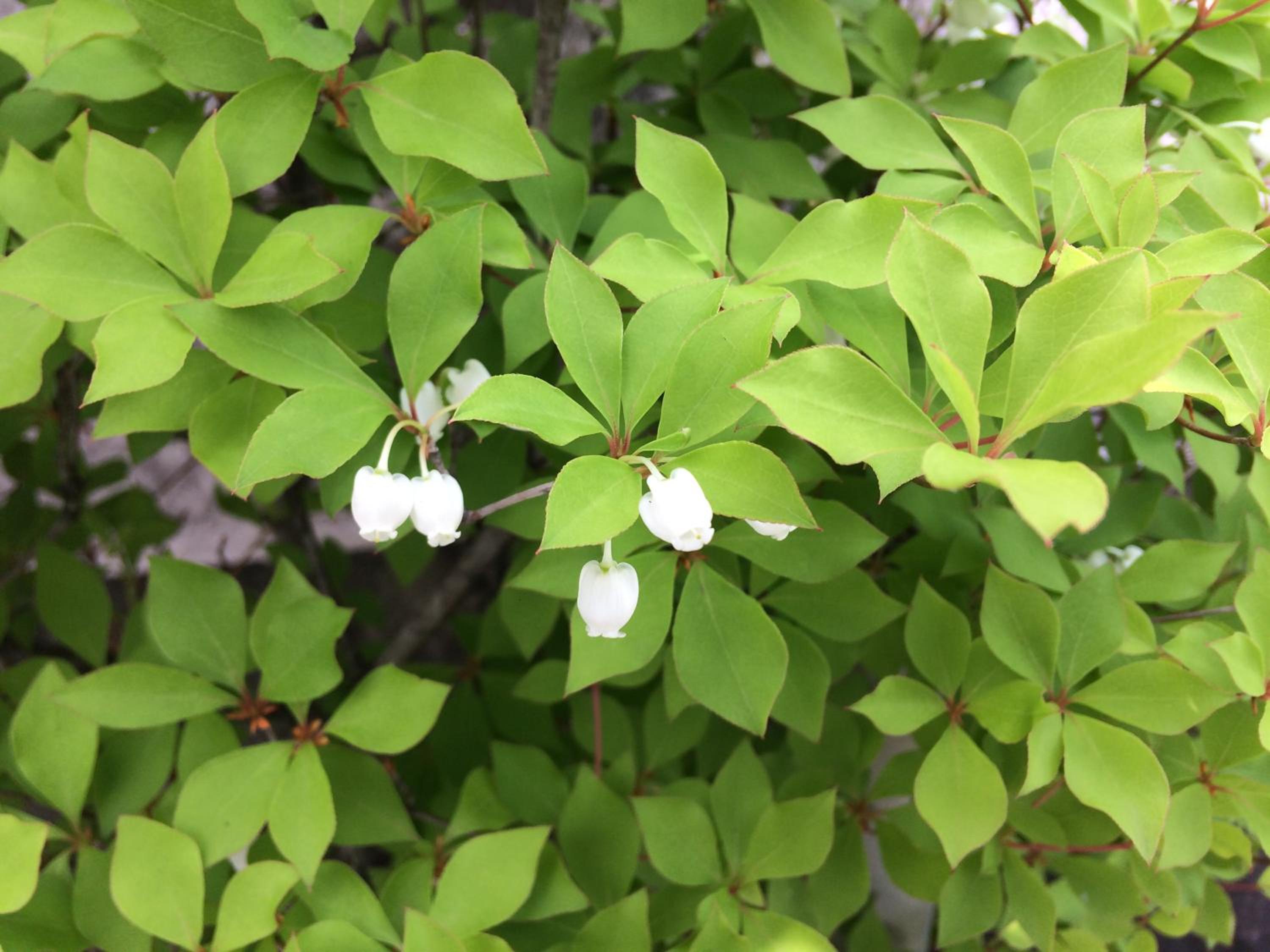 Photo 46