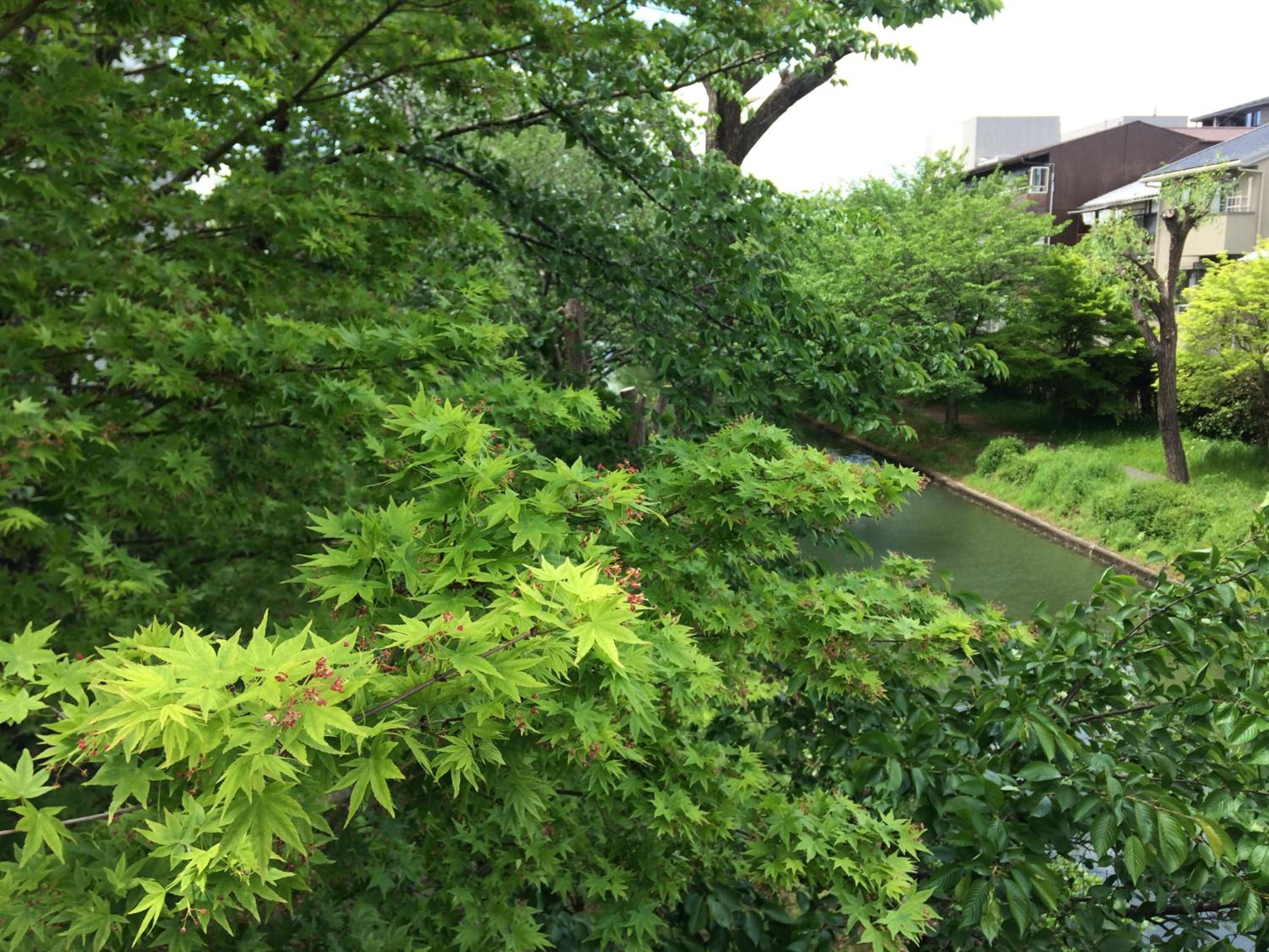 Photo 43