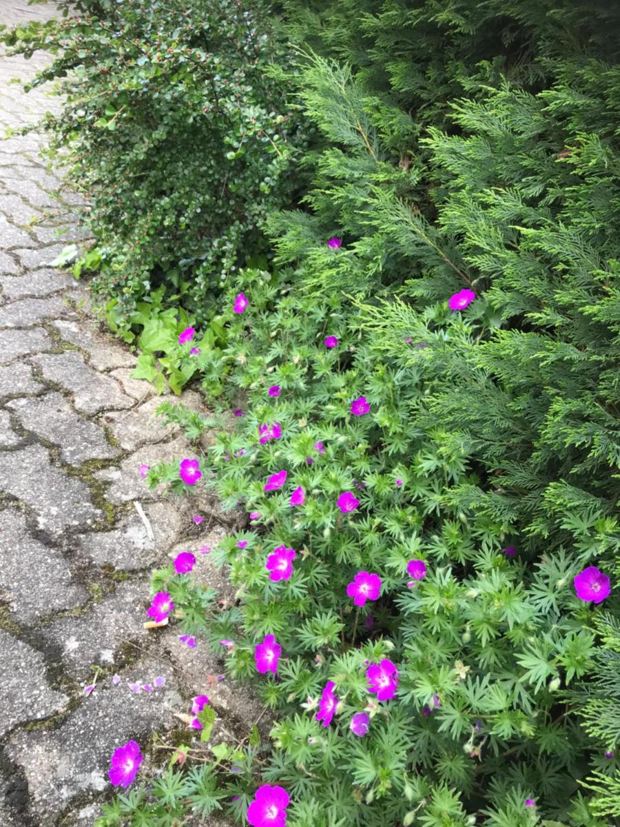 Appart Les Cerises Entre Strasbourg et Haguenau view 3