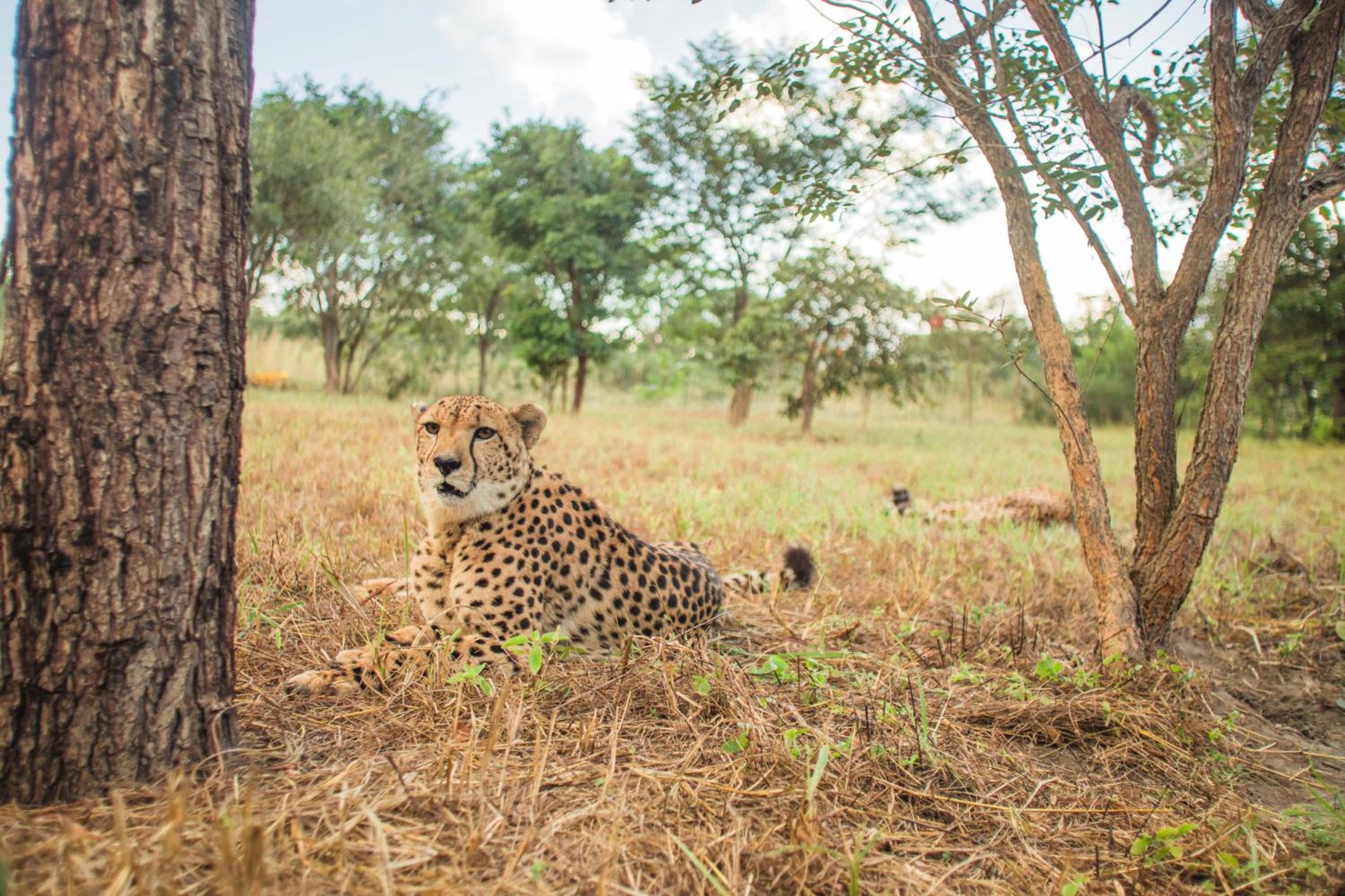 Chaminuka Lodge