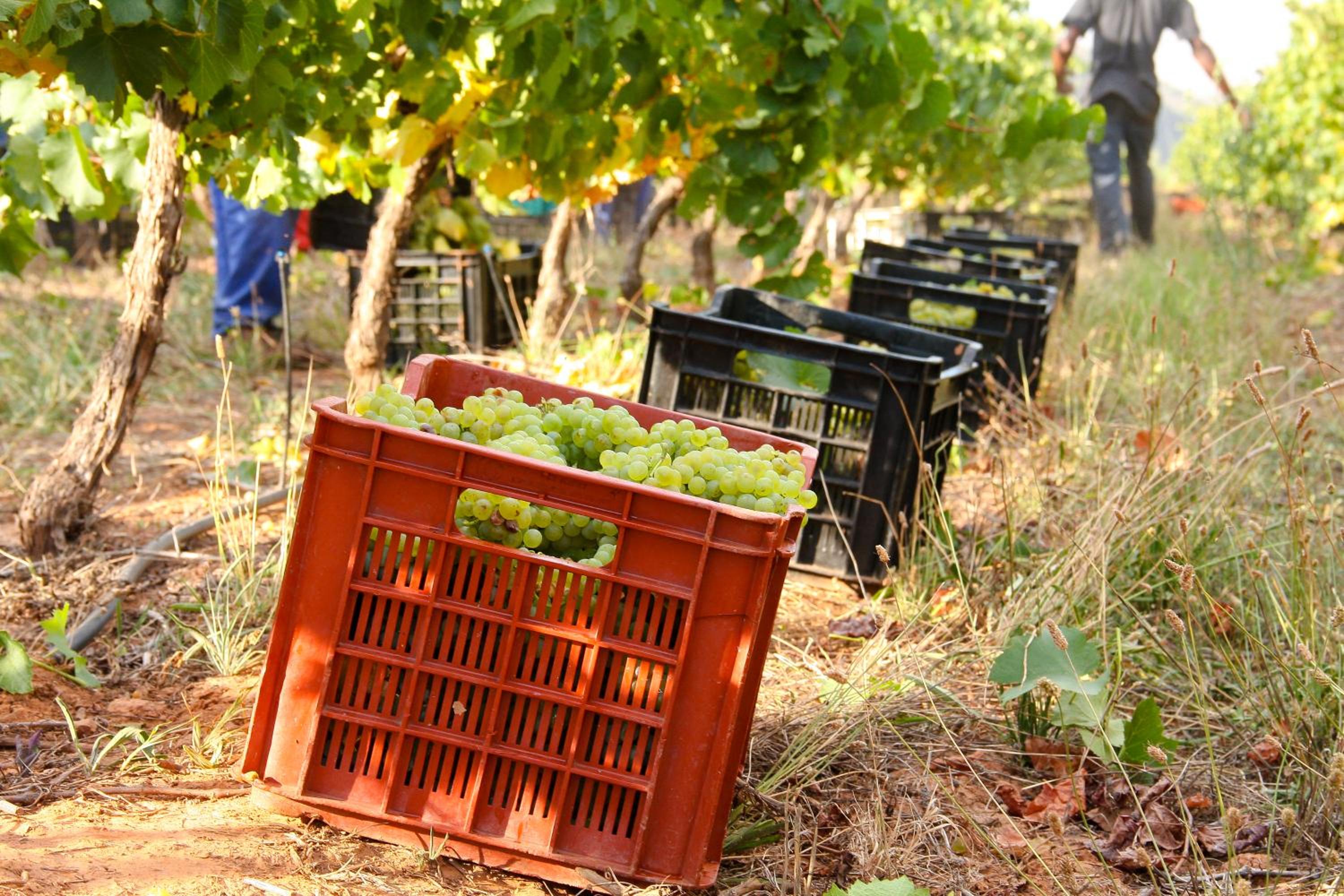 Orange Grove