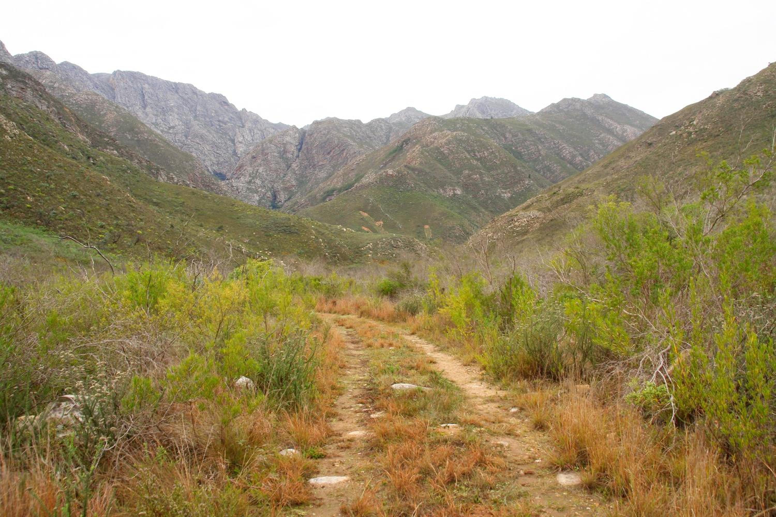 Orange Grove