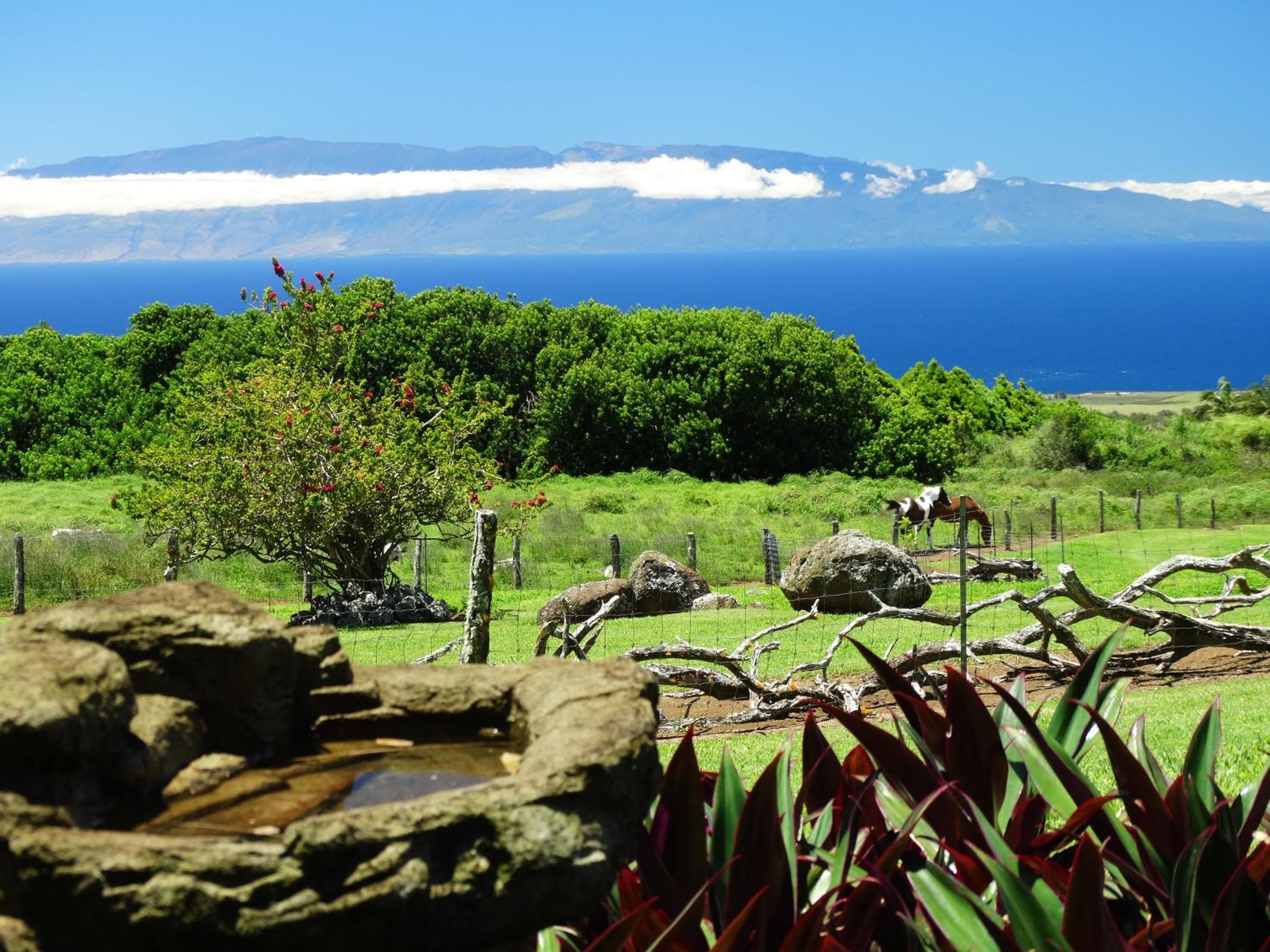 Kohala Lodge- Vacation Rental House view 2
