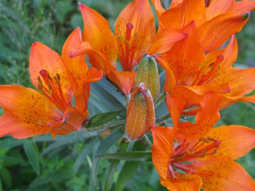Photo 40
