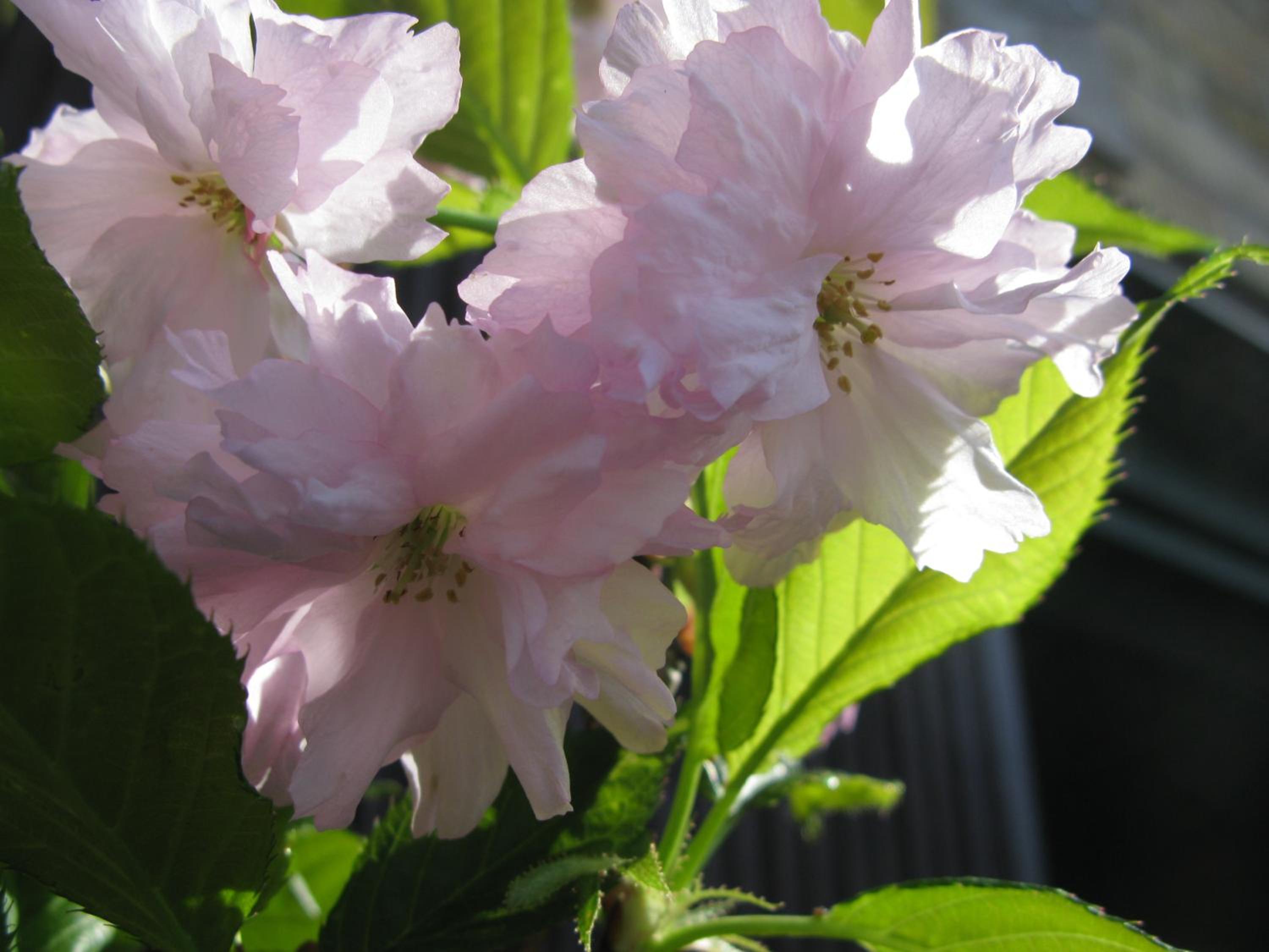 Photo 42