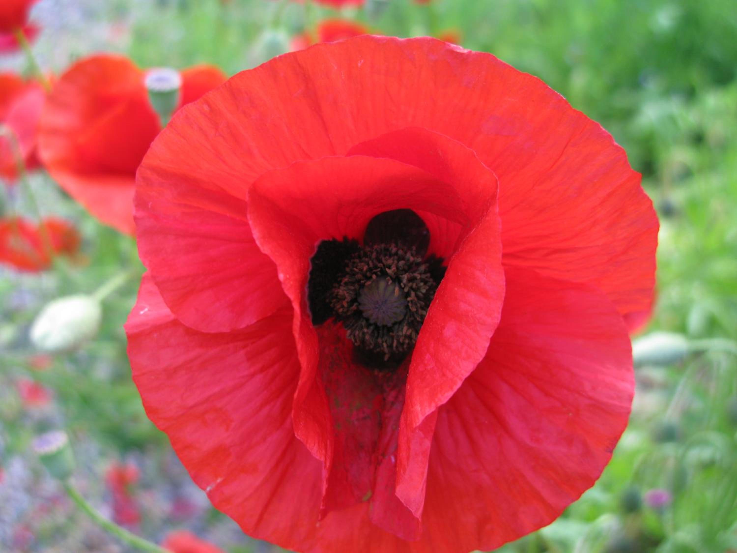 Photo 46