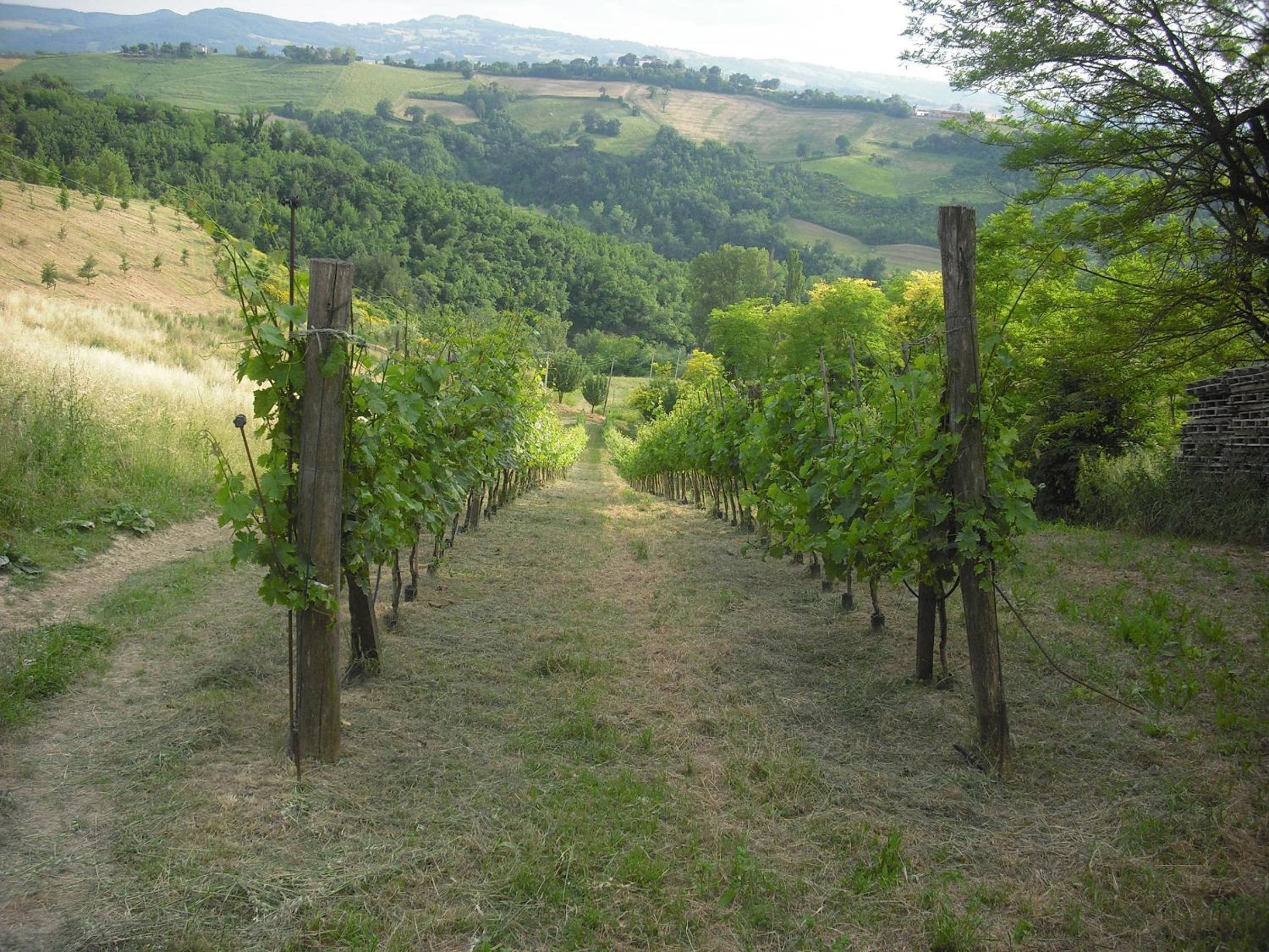 Agriturismo Biologico Villa Rosa
