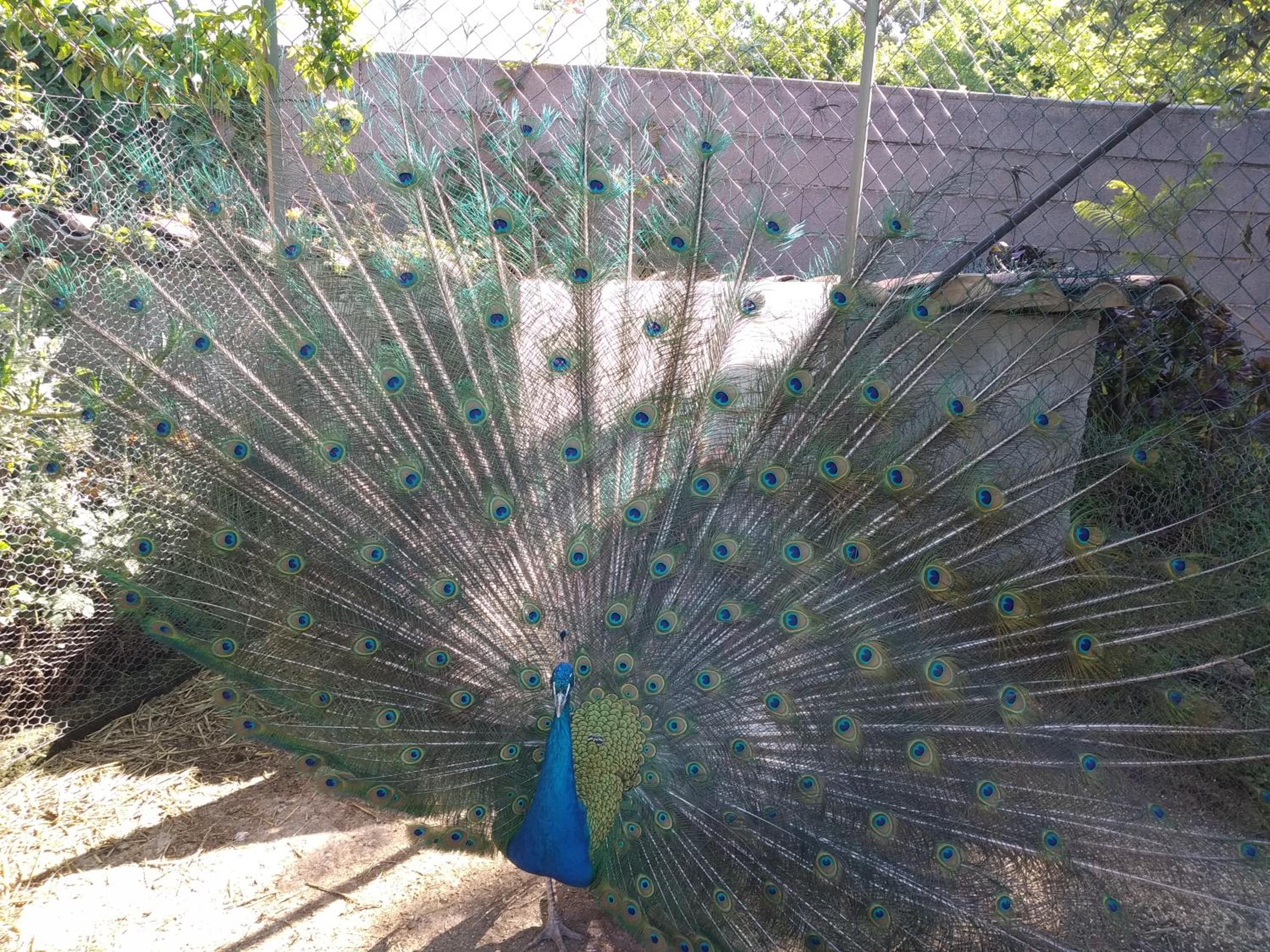 Casa da Paleta