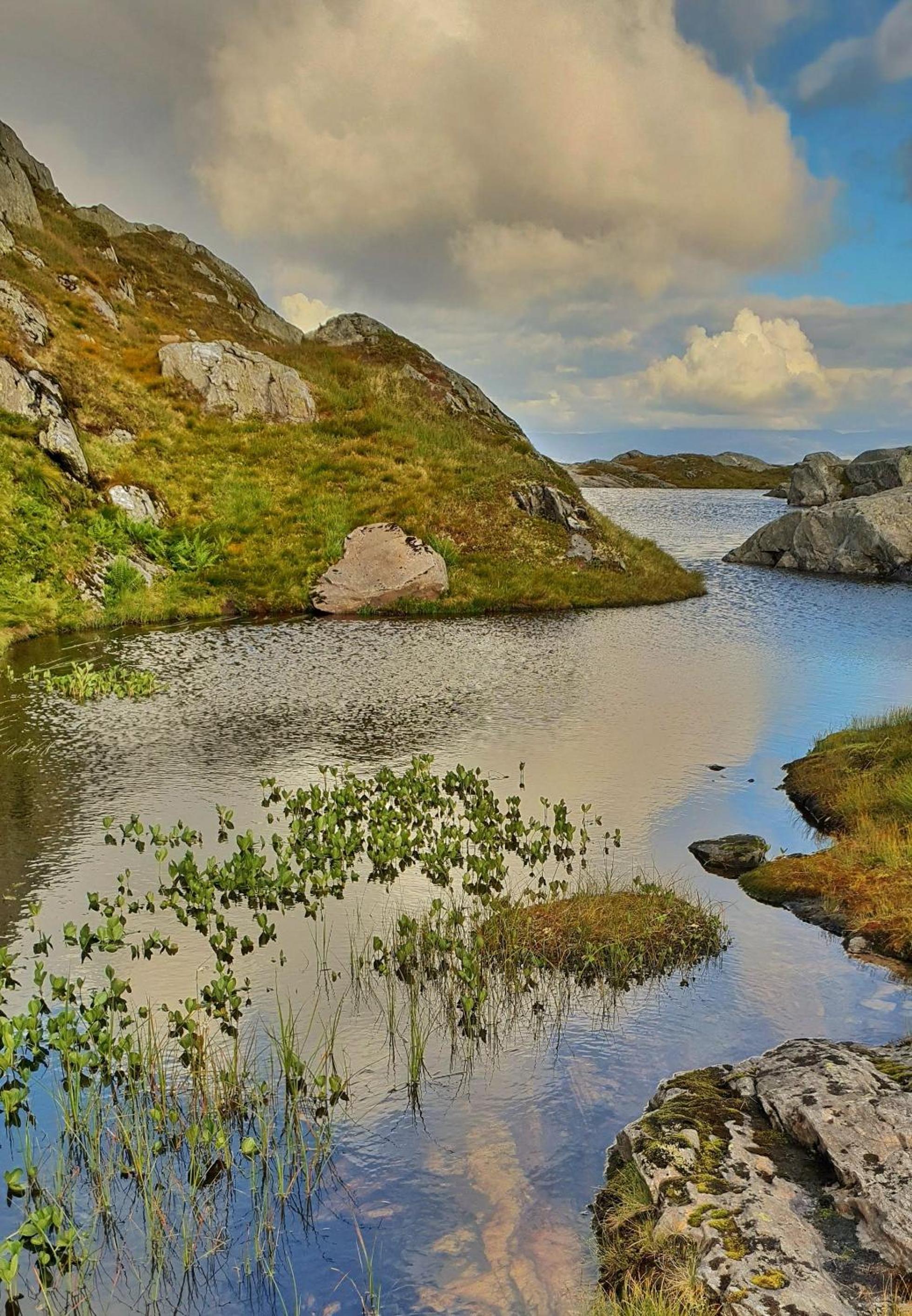 Waerholmen