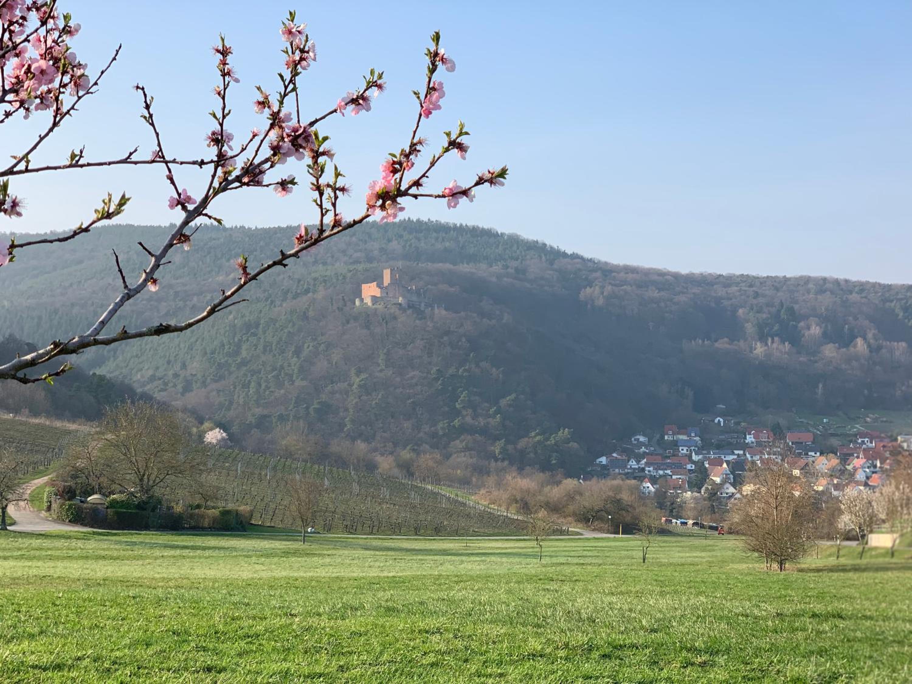 Villa Mandelblüte