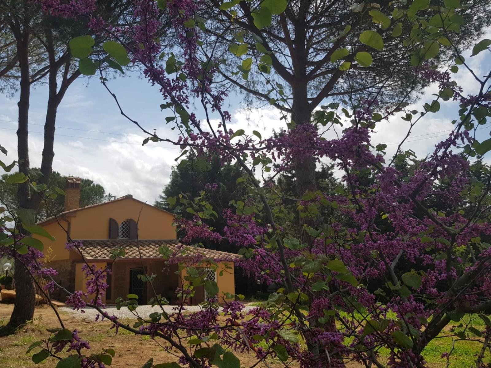Il Montedoro photo 1