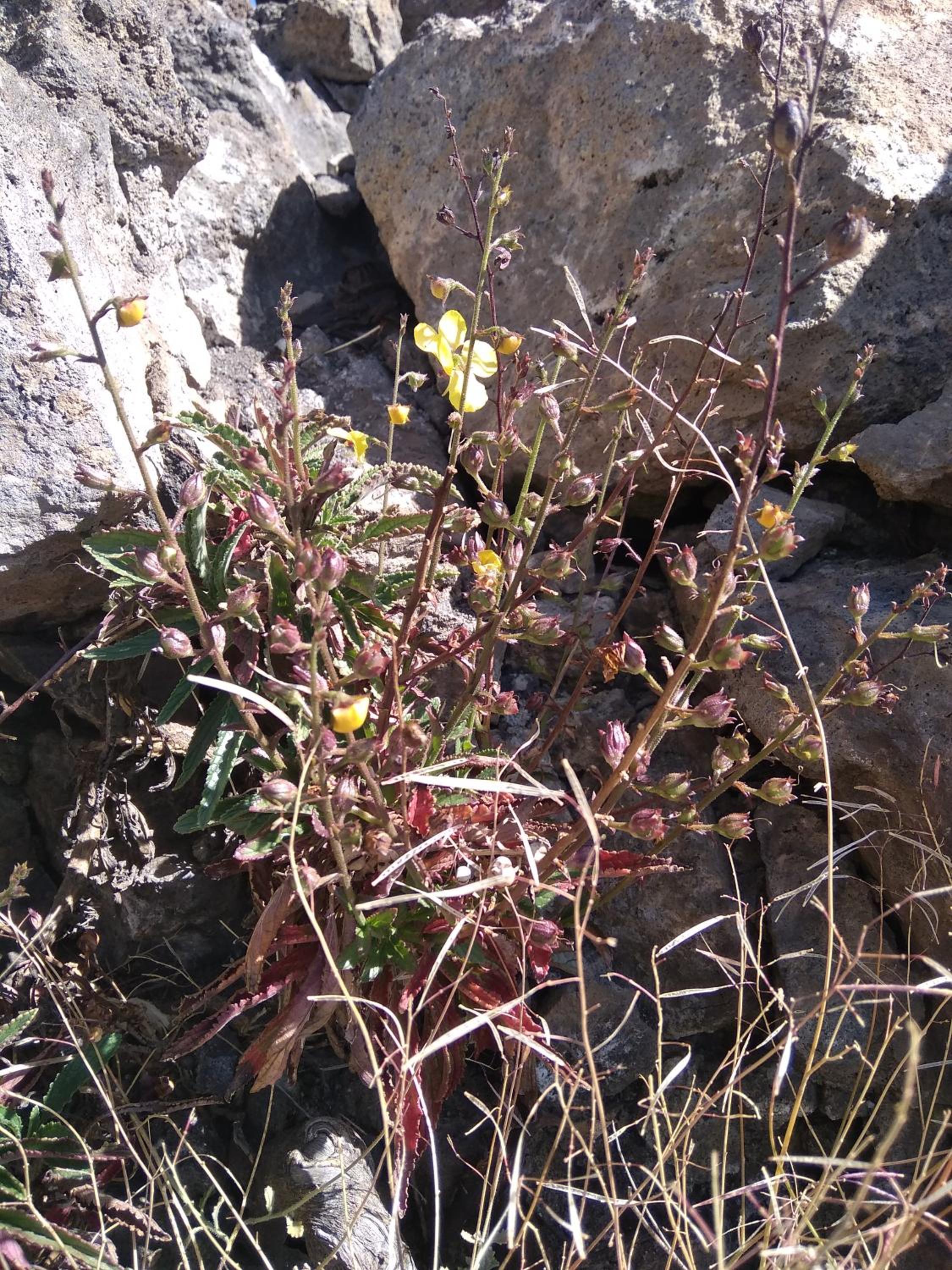 Ciza e Rose