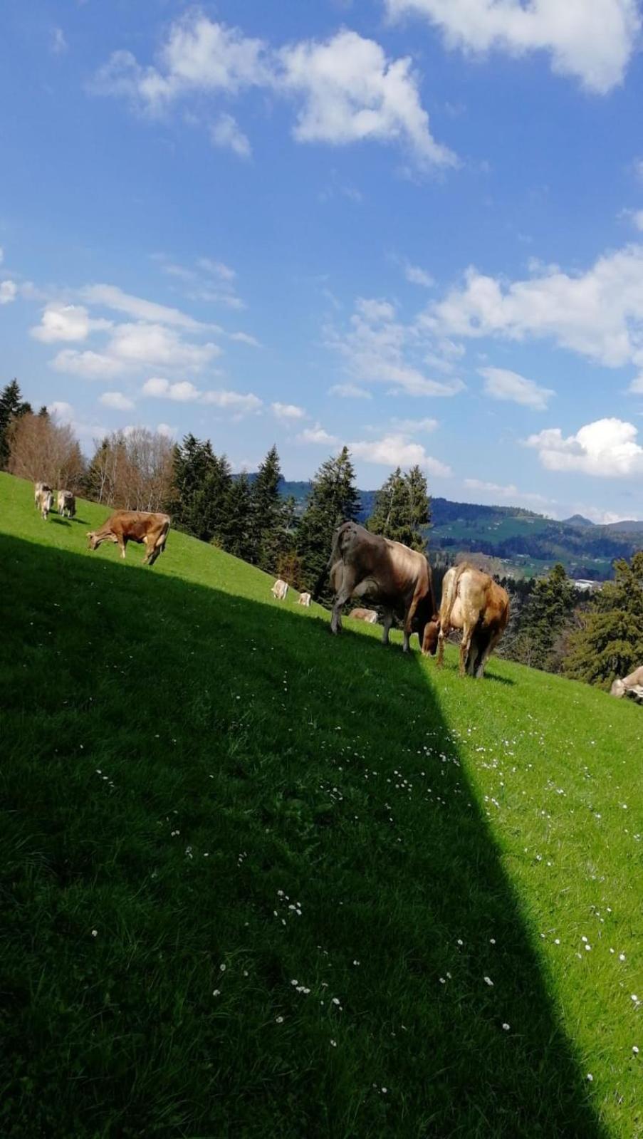 Ferienhaus am Waldrand von Egg Bregenzer Wald