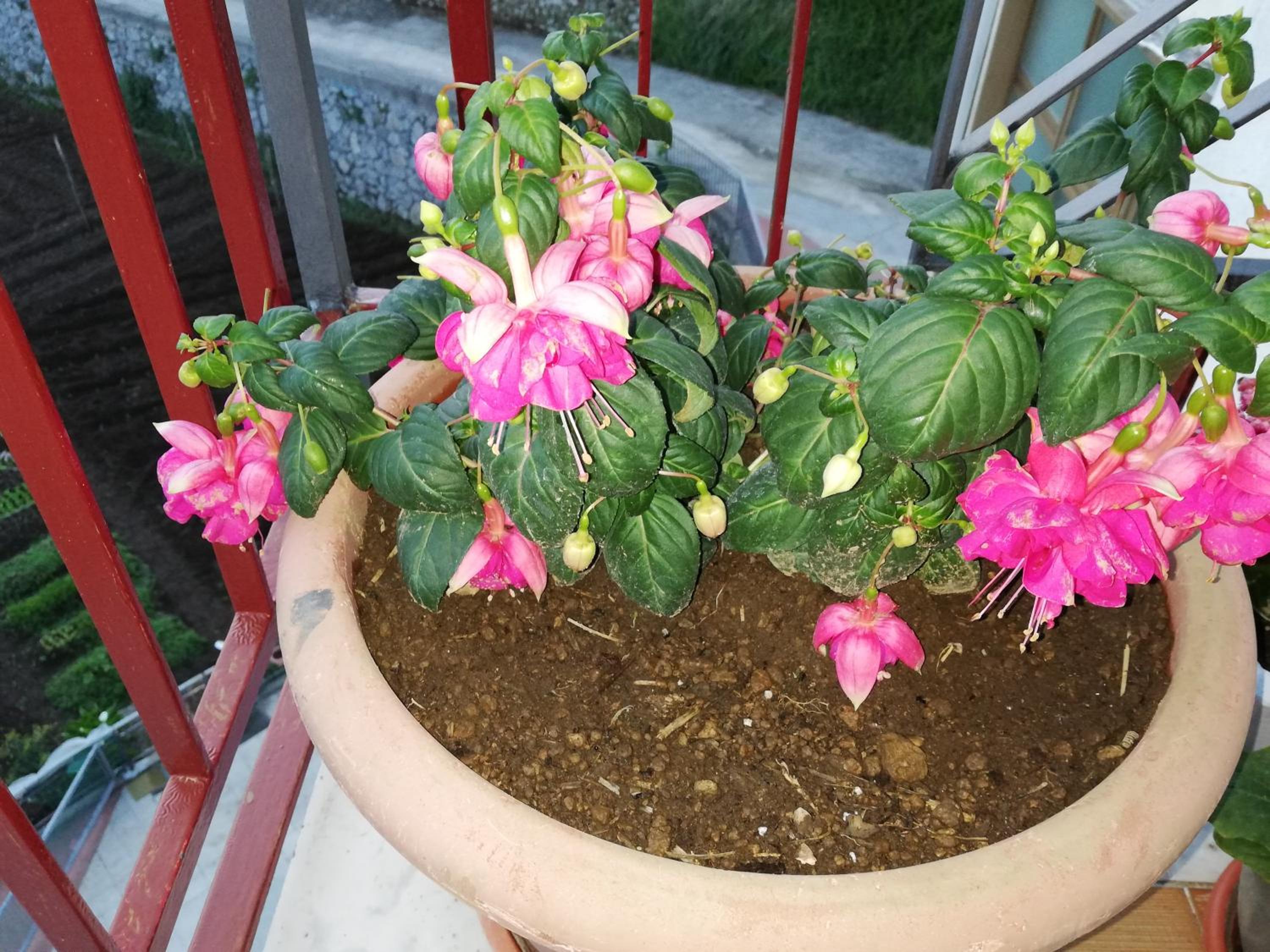 IL PARADISO DEGLI DEI 2 photo 3