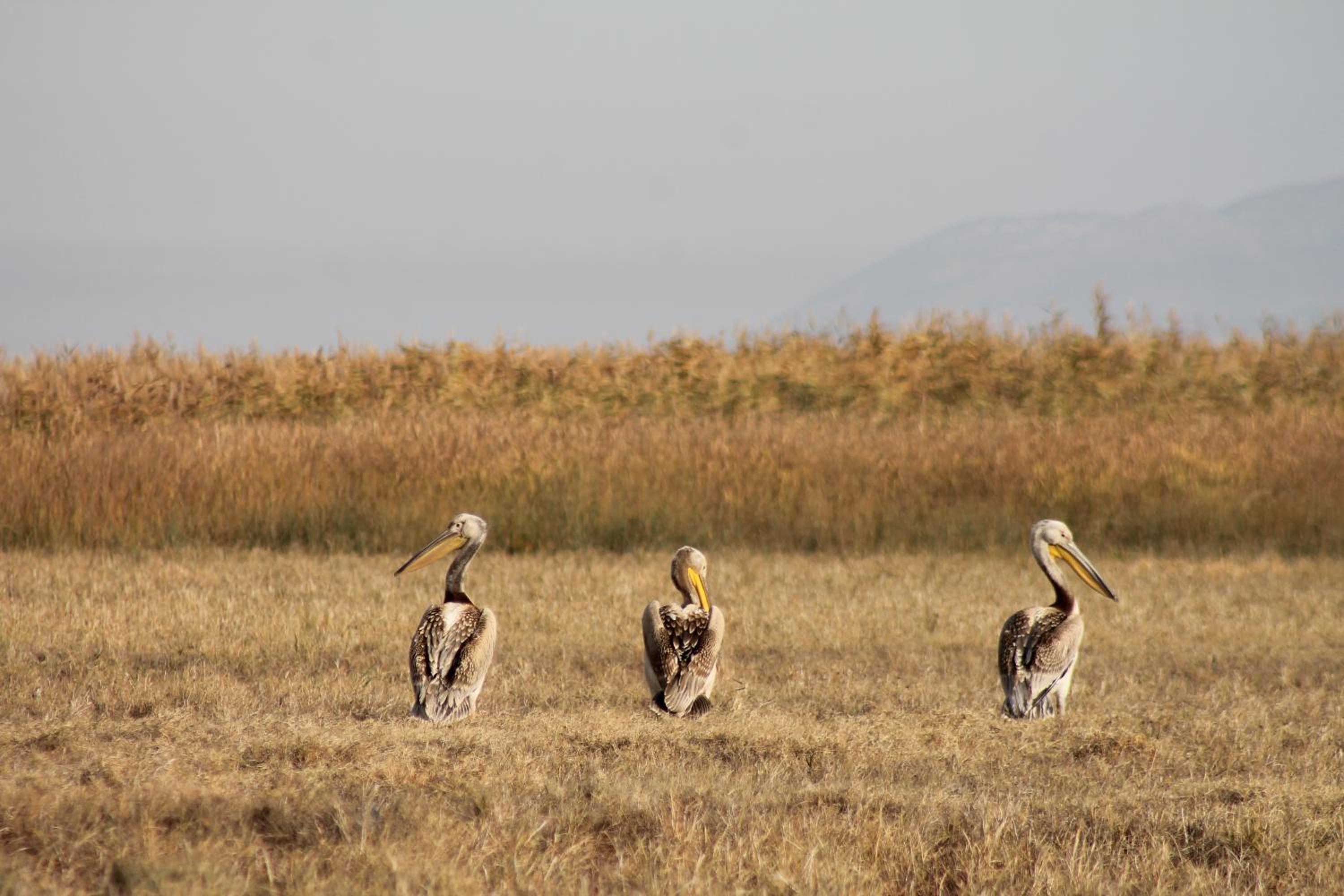 Sultan Pansion Bird Paradise view 5