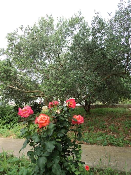 Photo 28