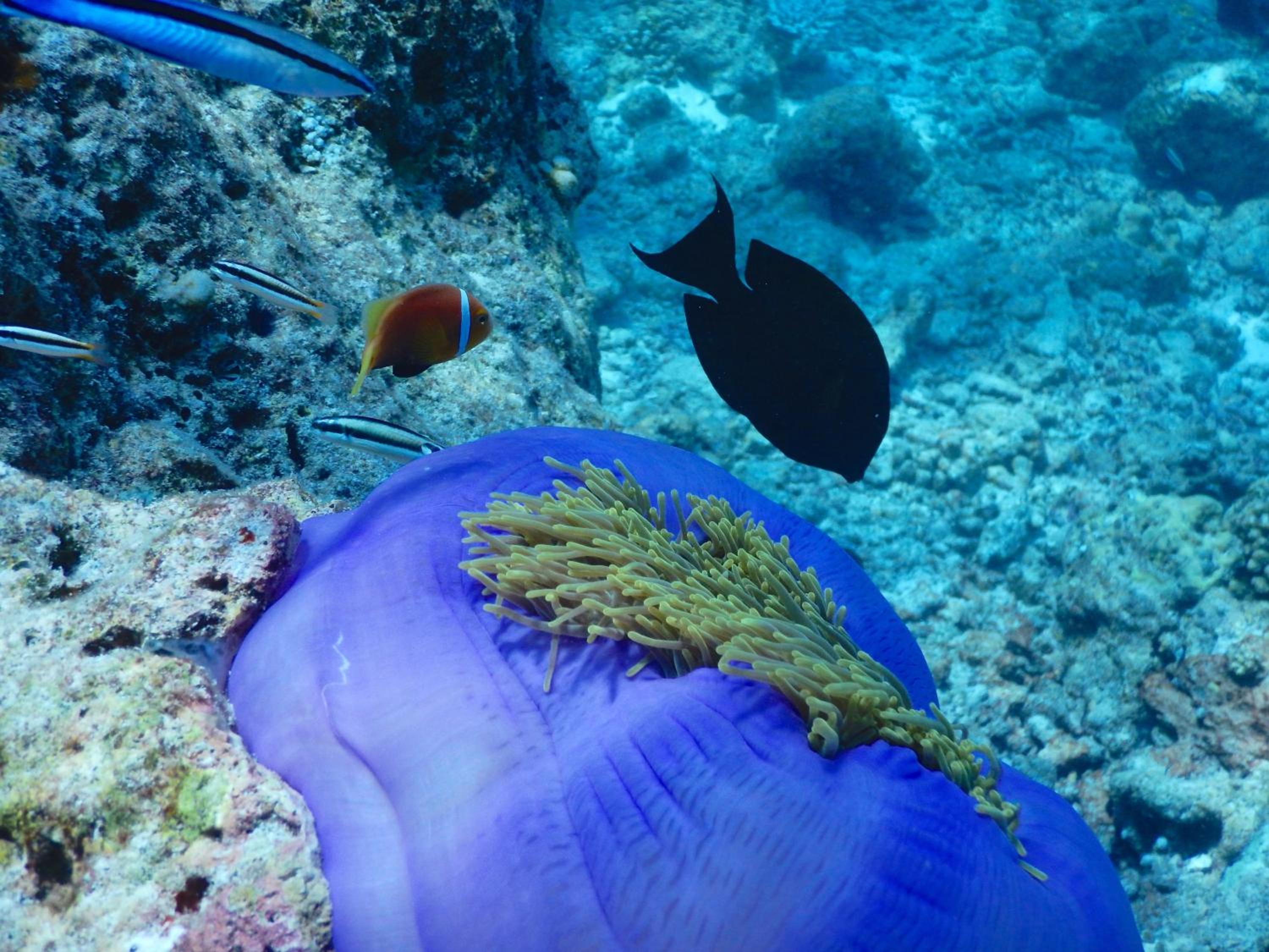 Dhigurah Beach Inn photo 4