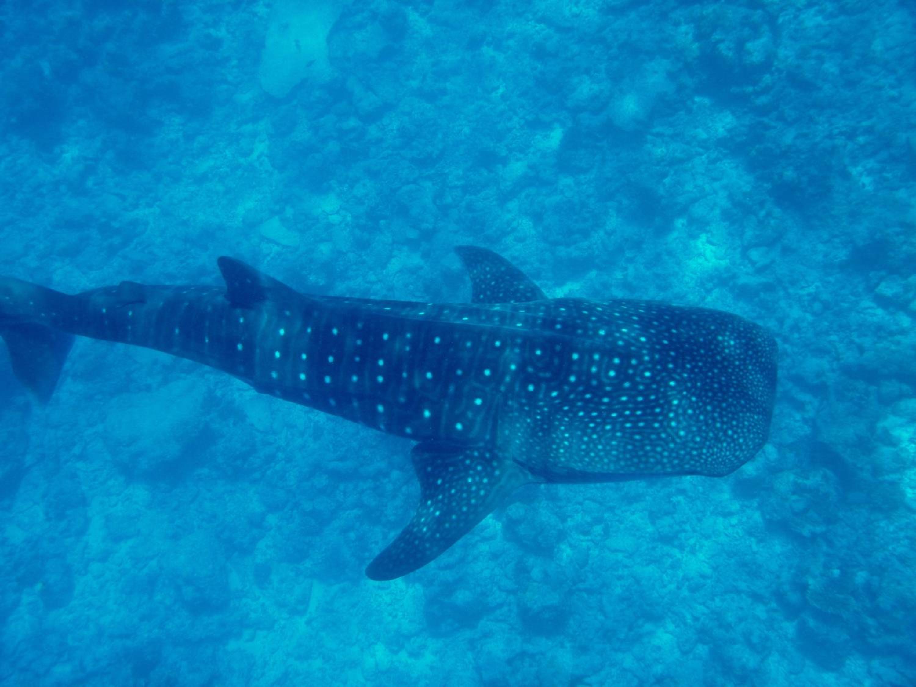 Dhigurah Beach Inn photo 3