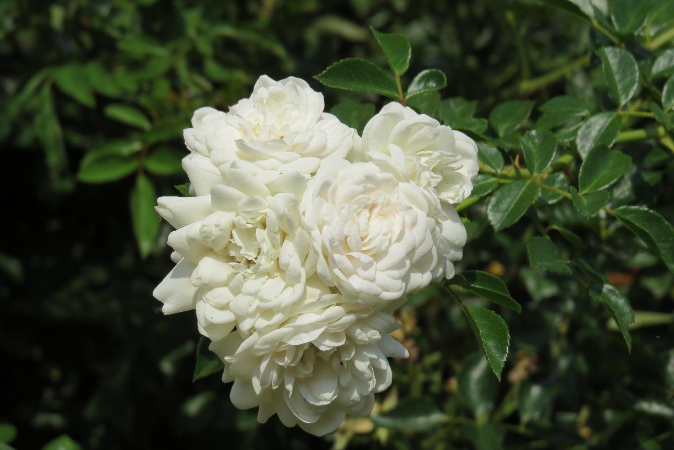 Photo 20