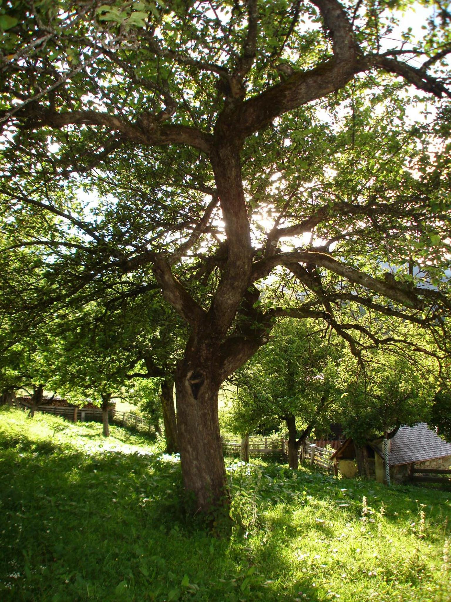 Biohof Maurachgut