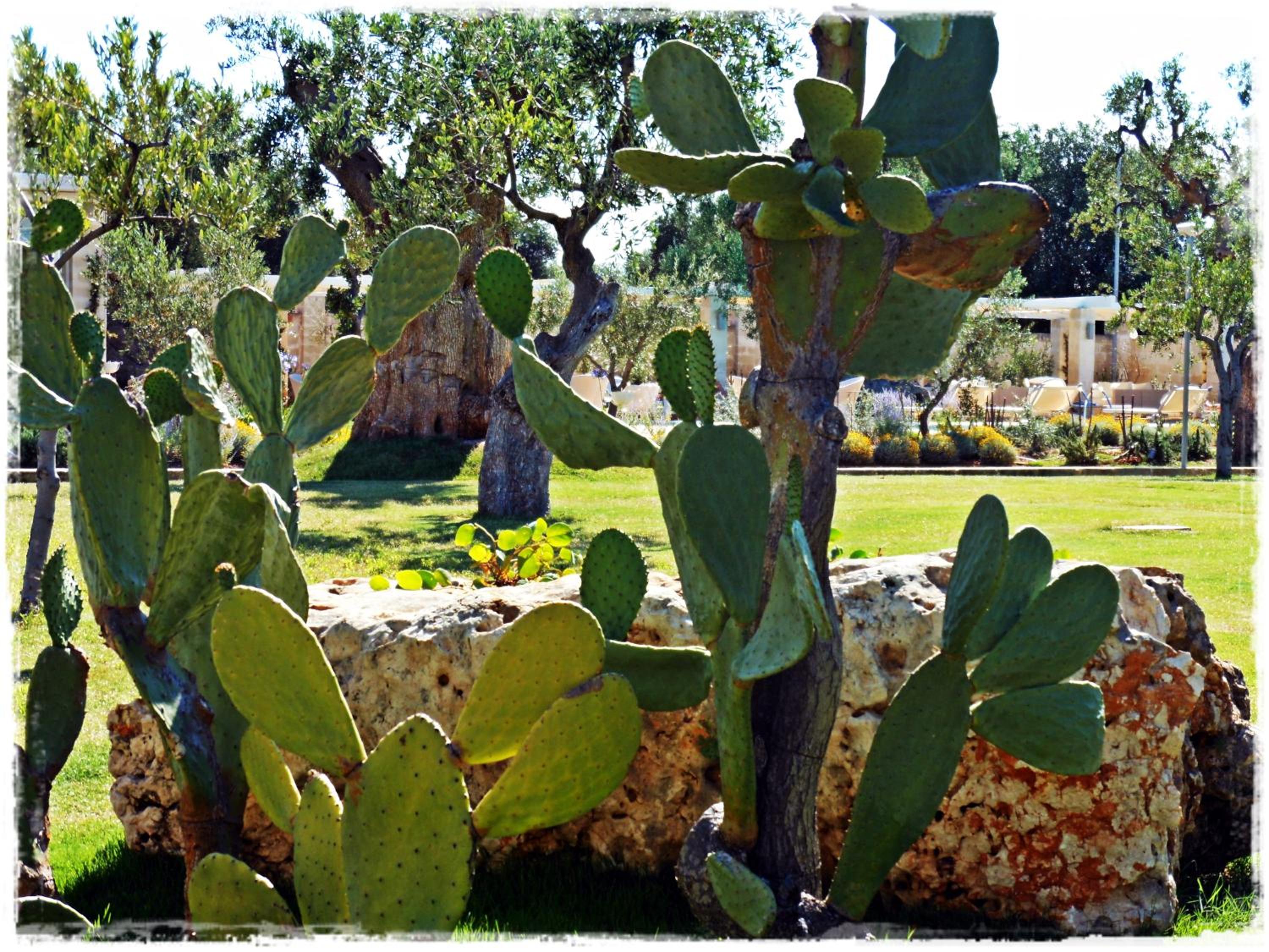 Masseria Torre Del Diamante