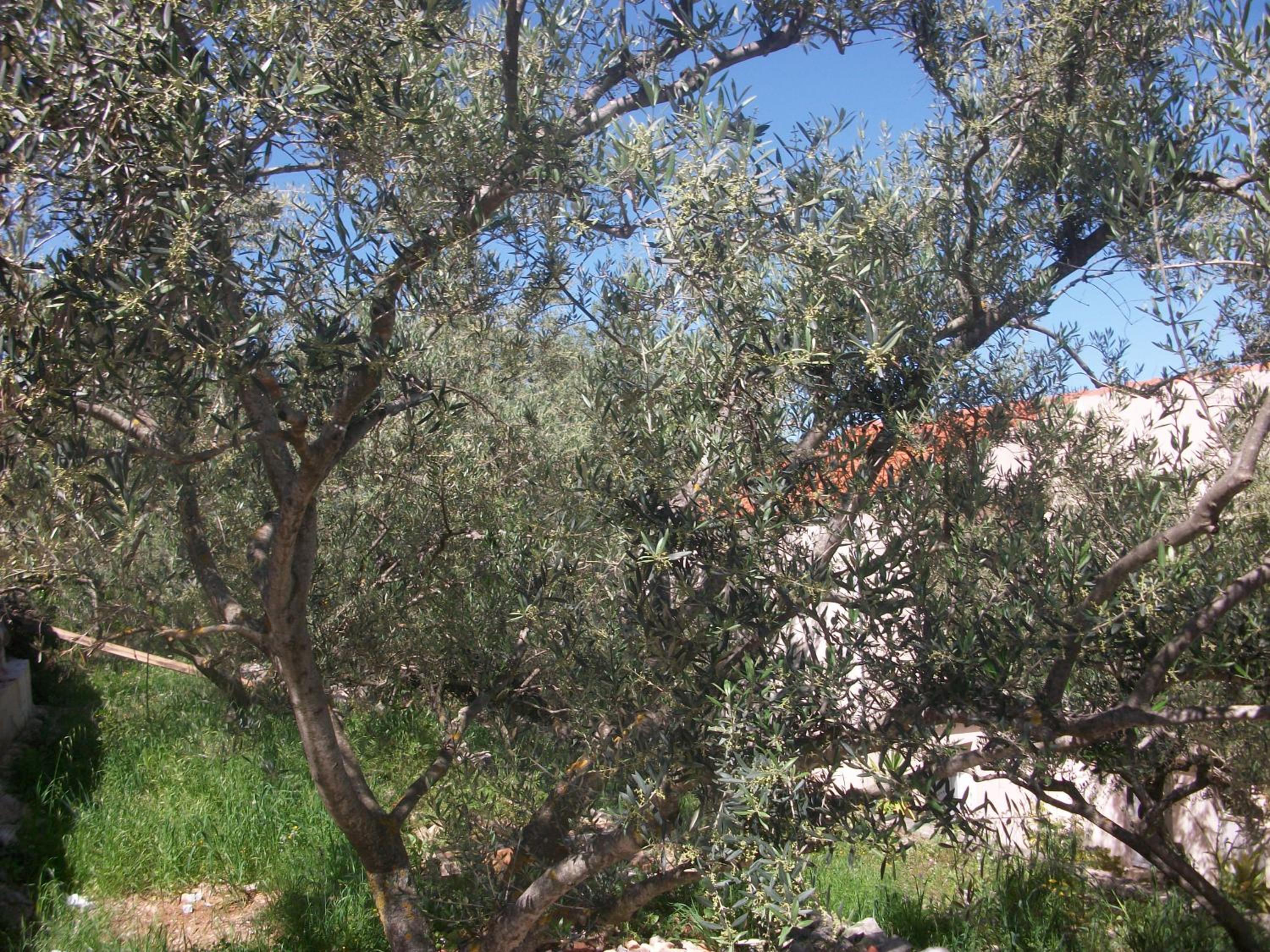 Photo 36
