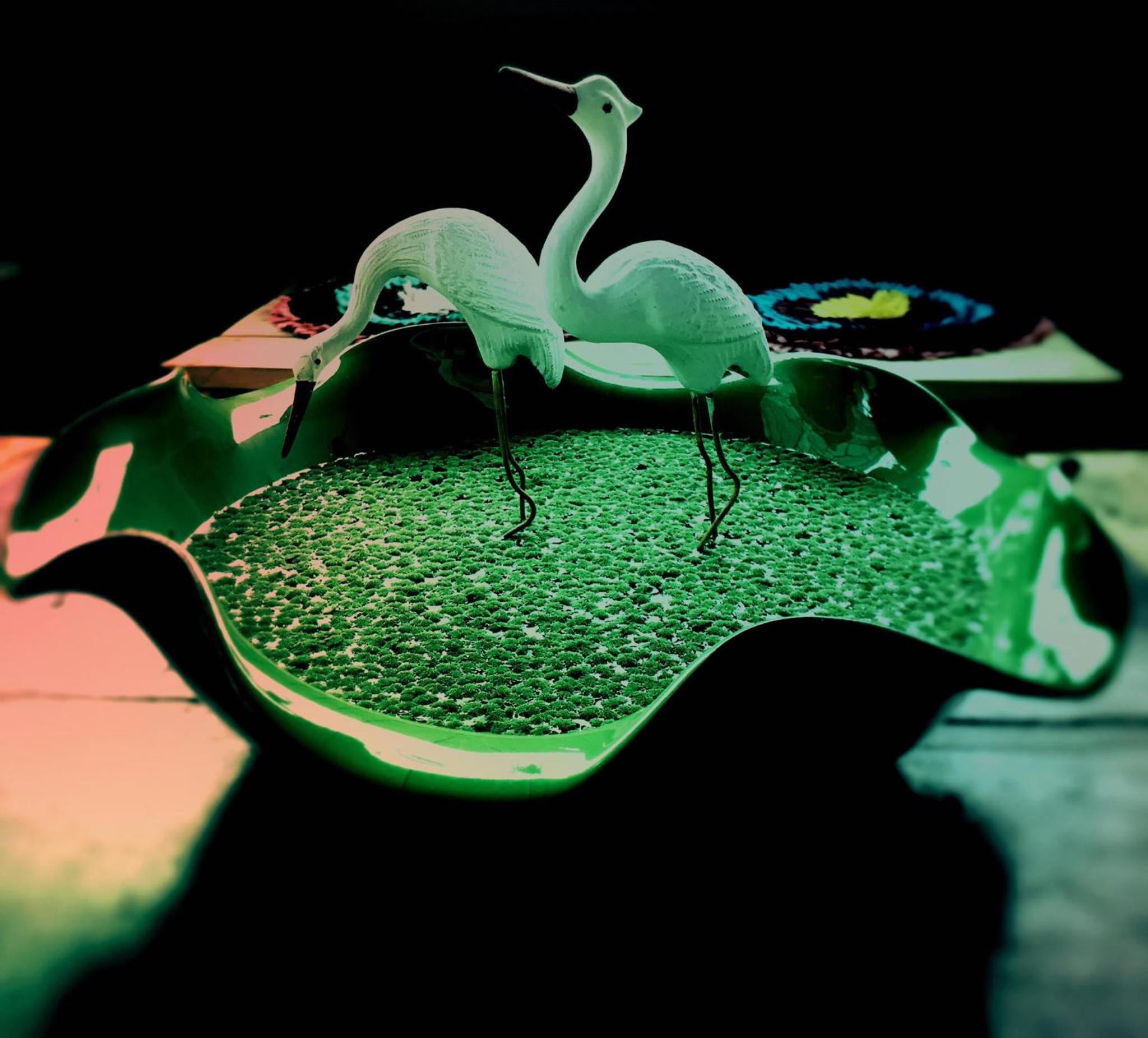 Photo 50