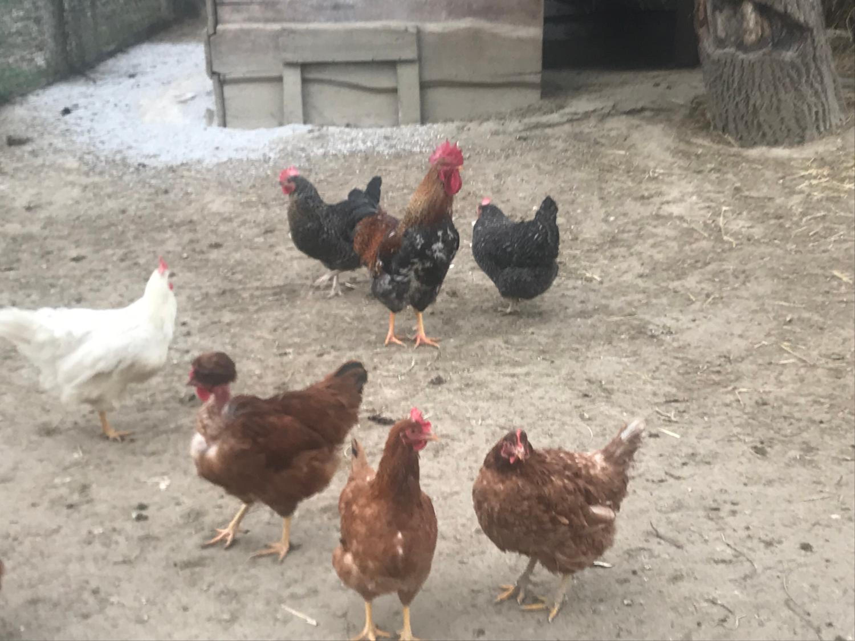 Farkas Apartman Rezi