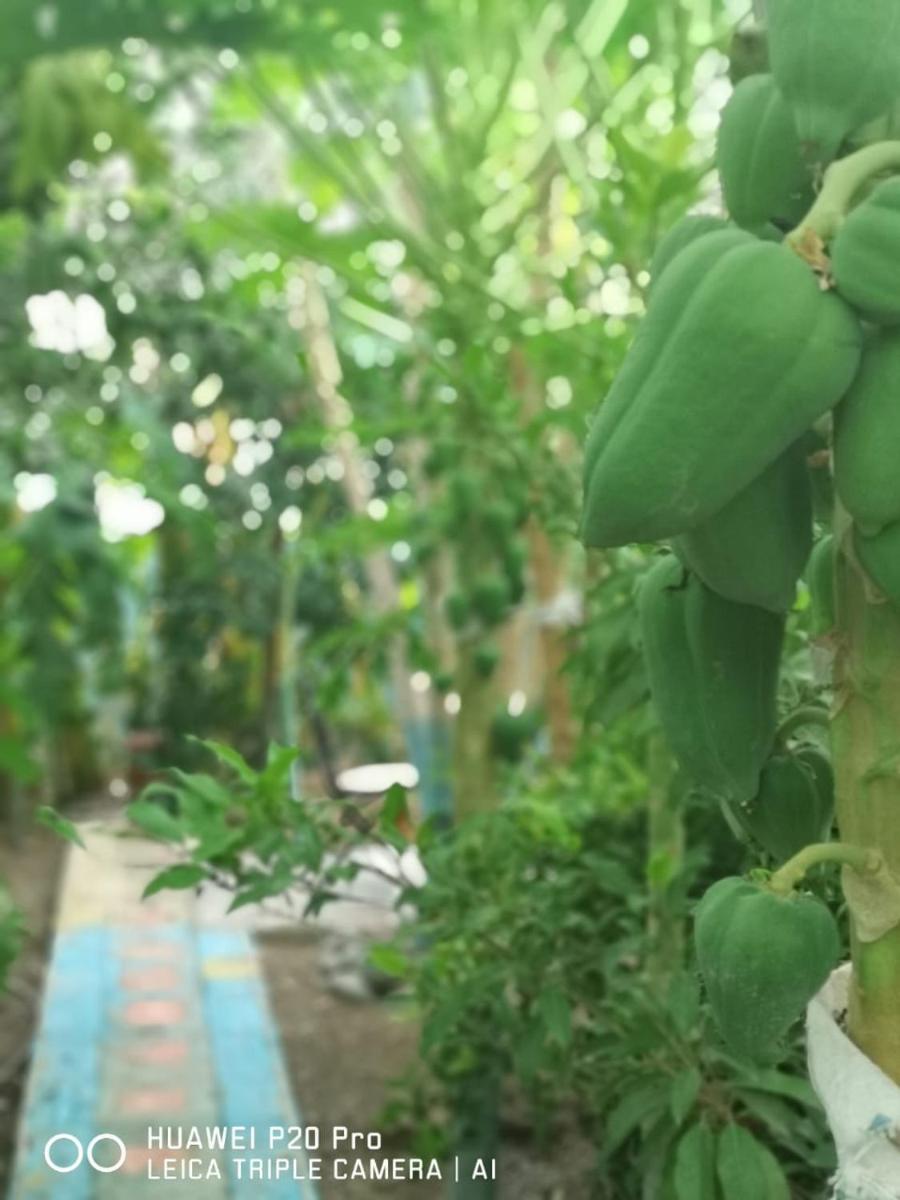Happiness Farm