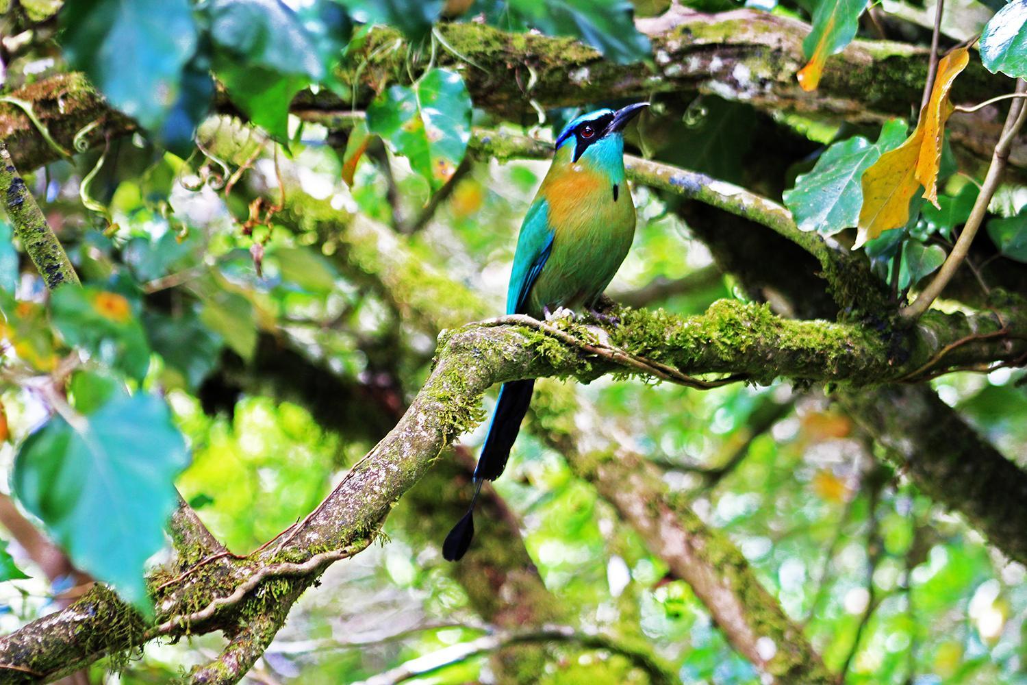 Cloud Forest Lodge